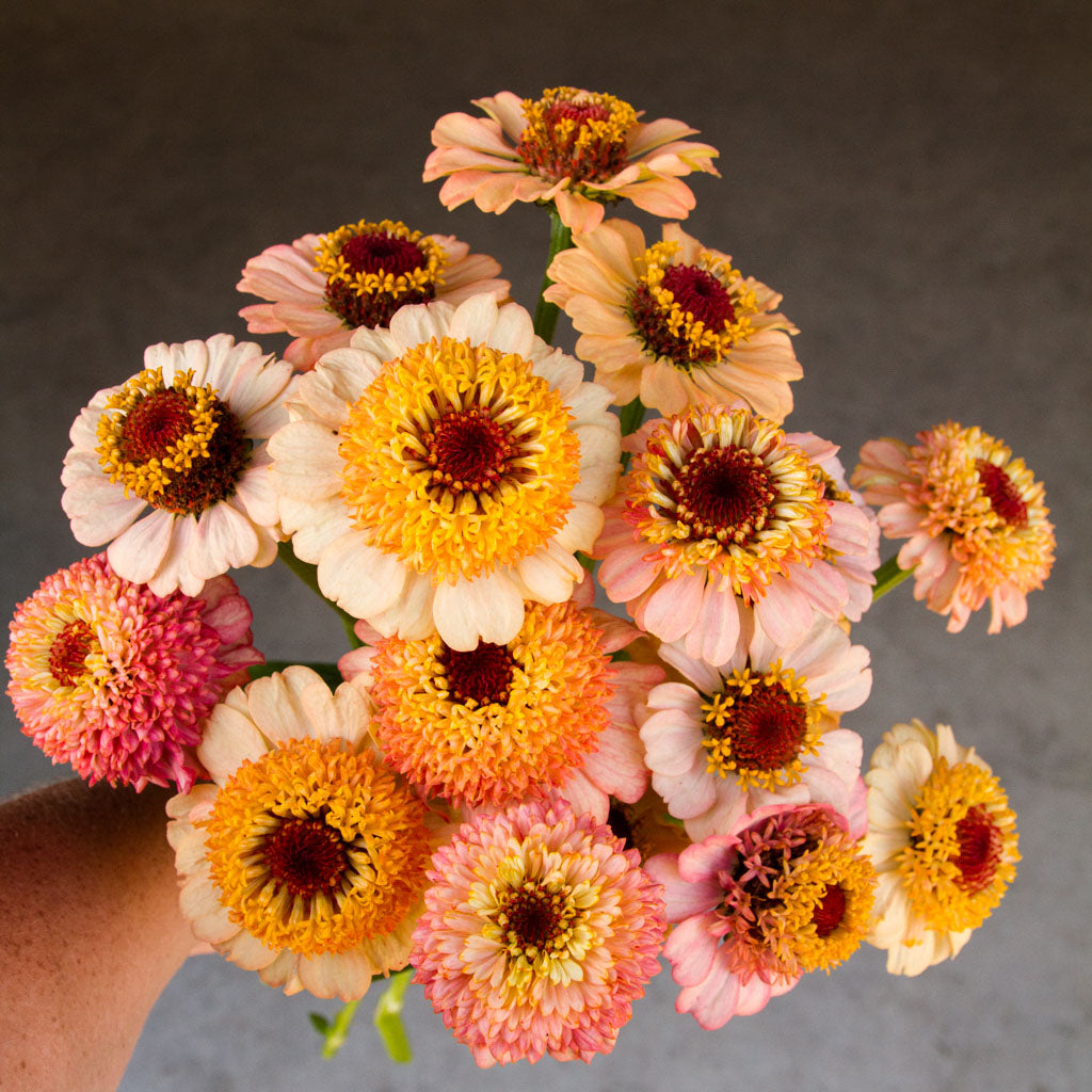 Zinnia - Zinderella Peach