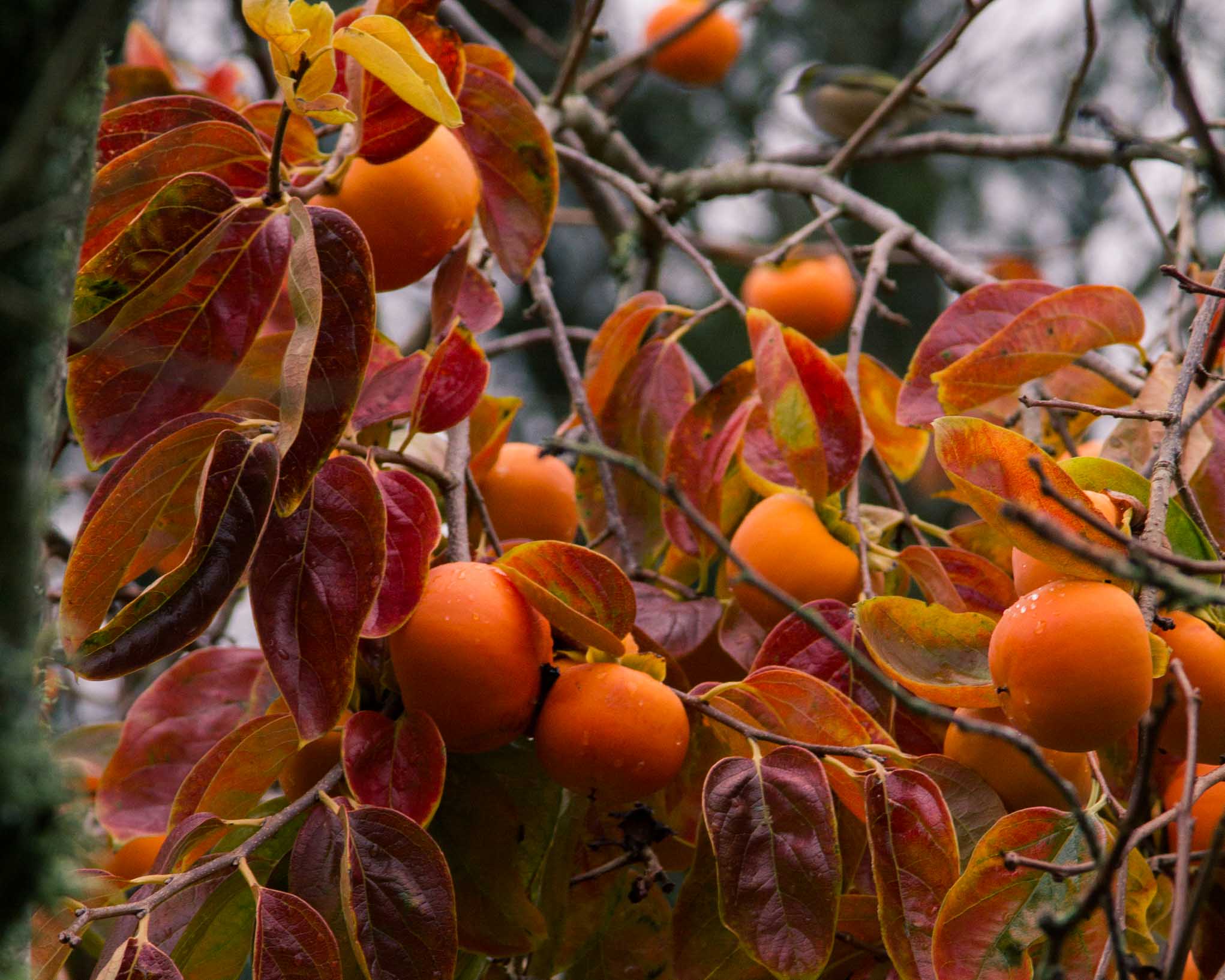 The Persimmon Orchard