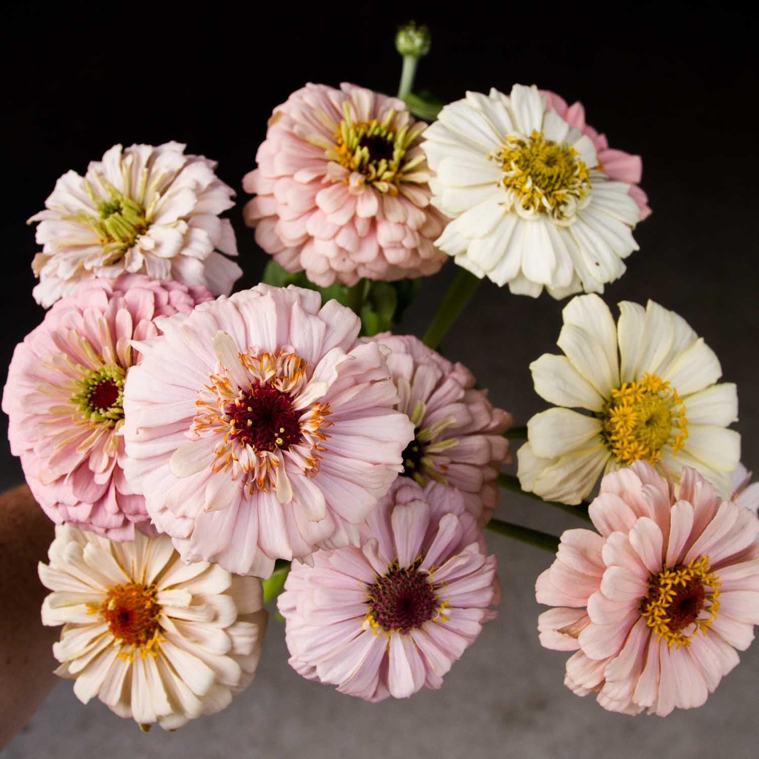 ZINNIA - Dawn Creek Pastels - PLANTS