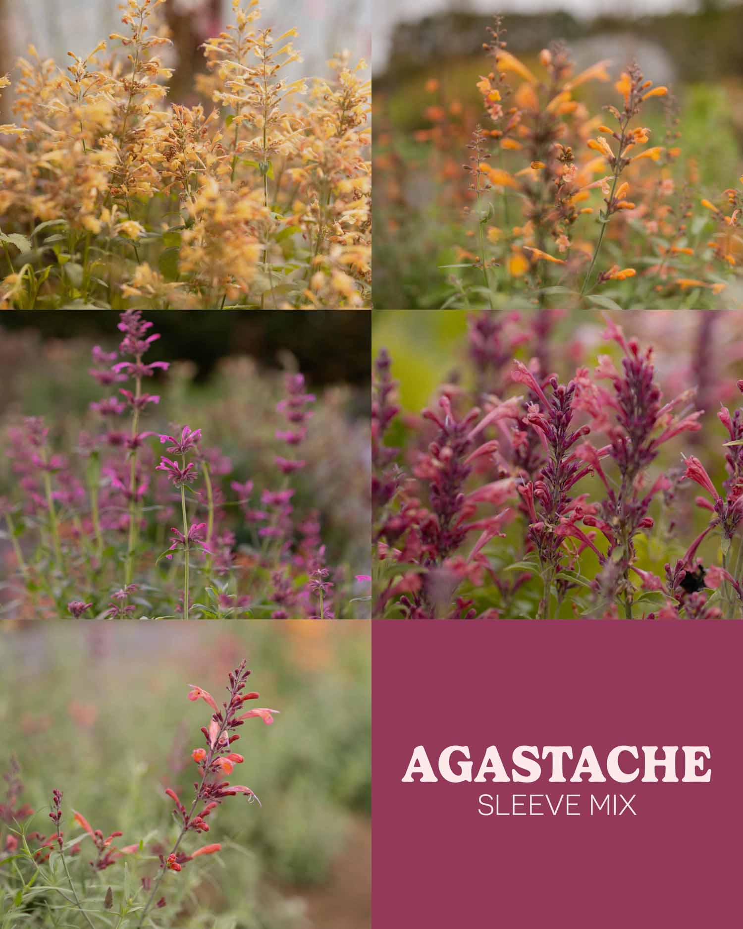 SLEEVE SPECIAL - Agastache Mix