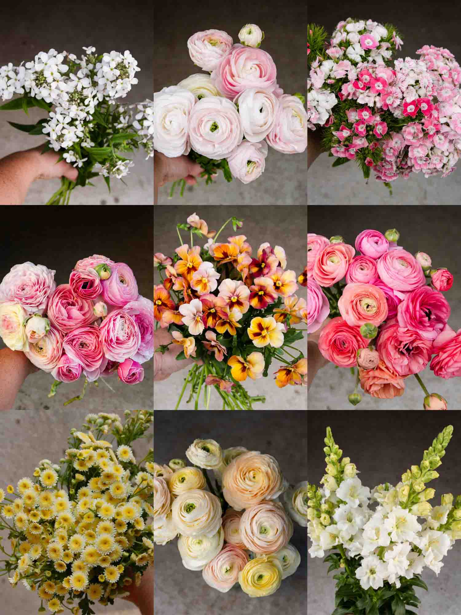 Plant Collection - SPRING