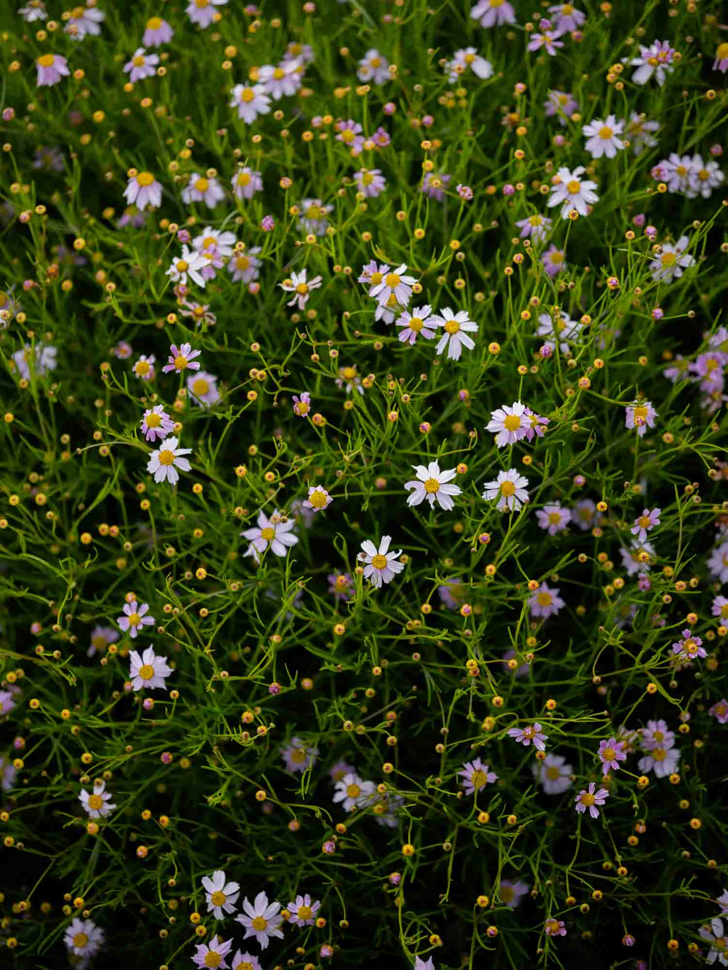 COREOPSIS rosea - PLANTS