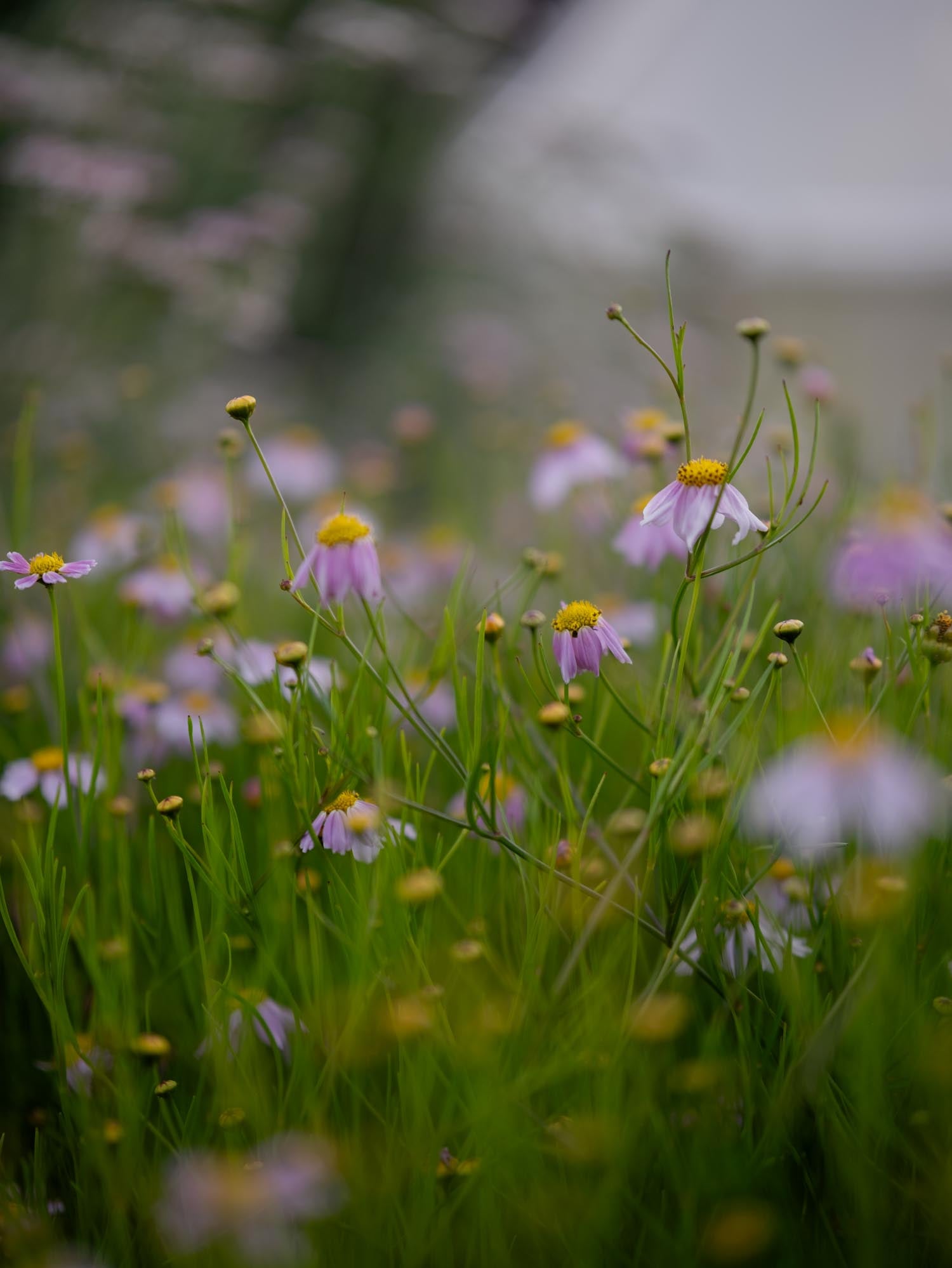 COREOPSIS rosea - PLANTS