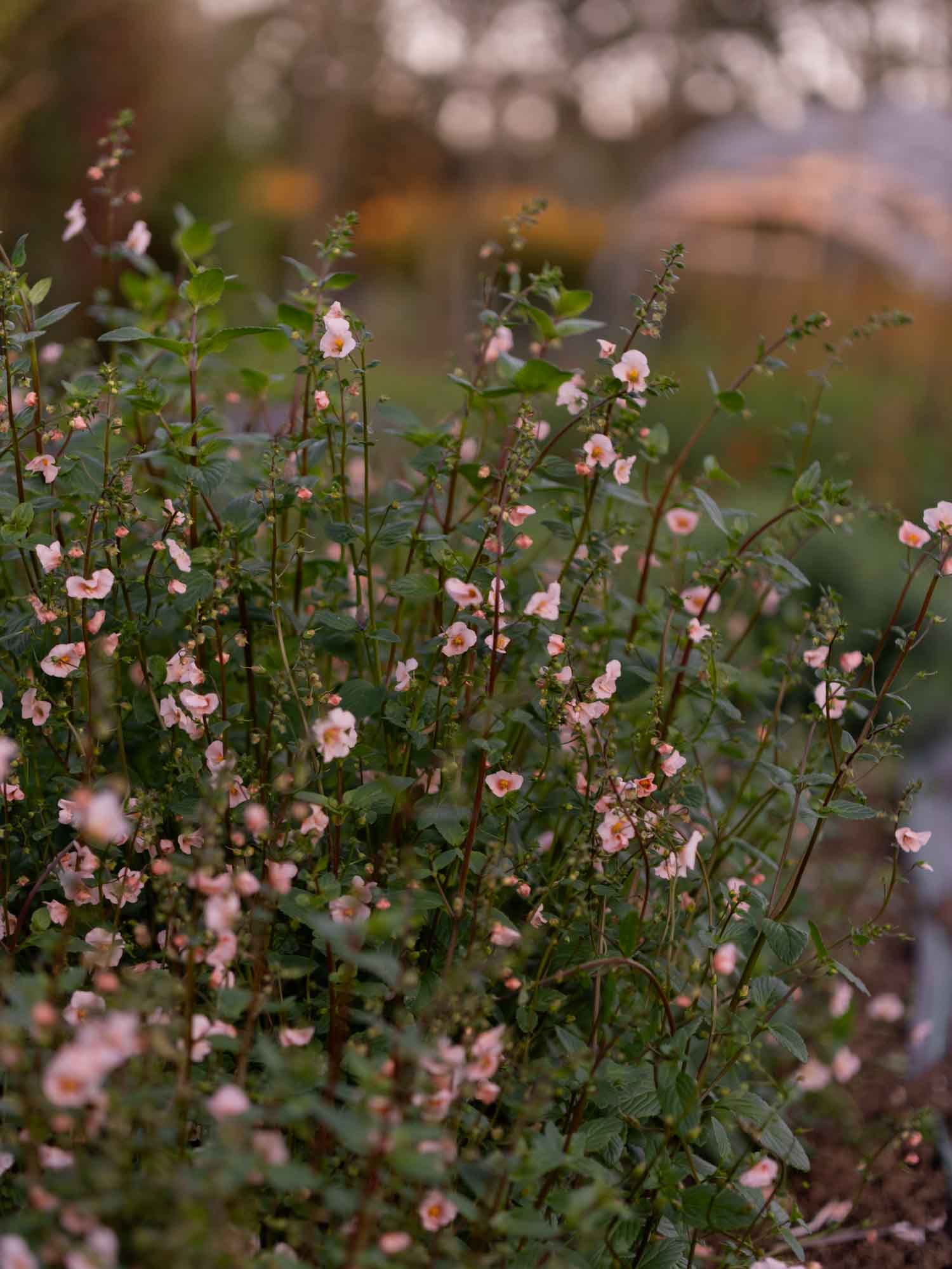 ALONSOA meridonalis - Shell Pink - PLANTS