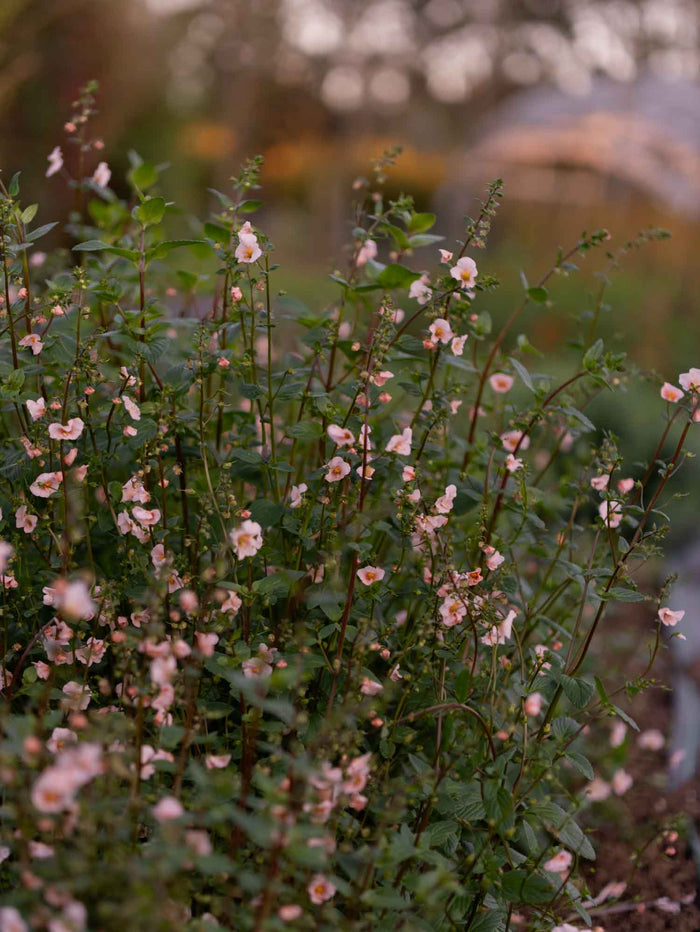 ALONSOA meridonalis - Shell Pink - PLANTS