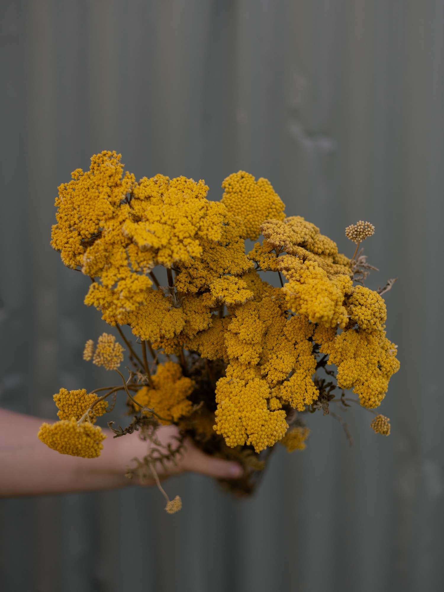 ACHILLEA filipendula - Gold - PLANTS