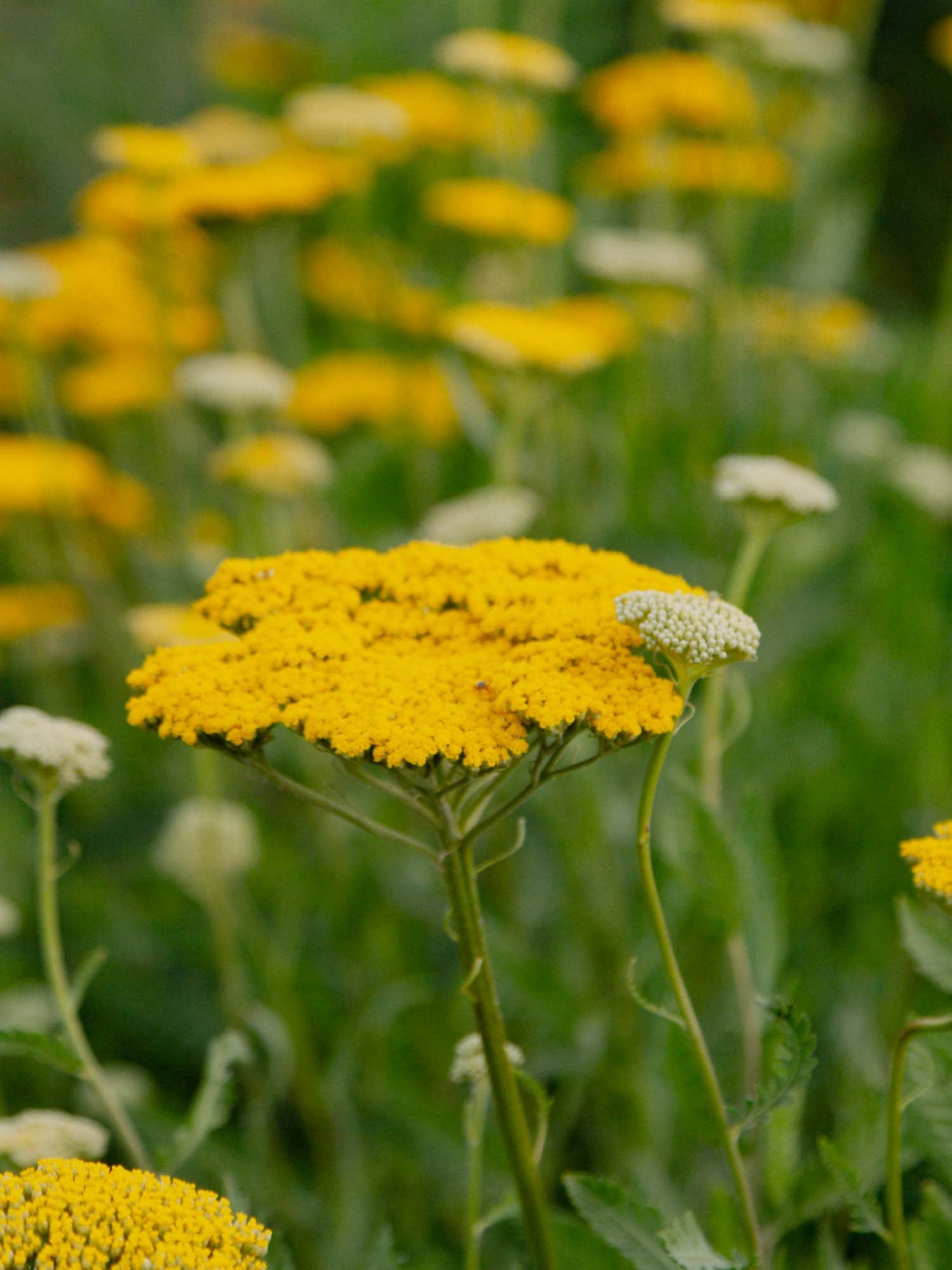 ACHILLEA filipendula - Gold - PLANTS