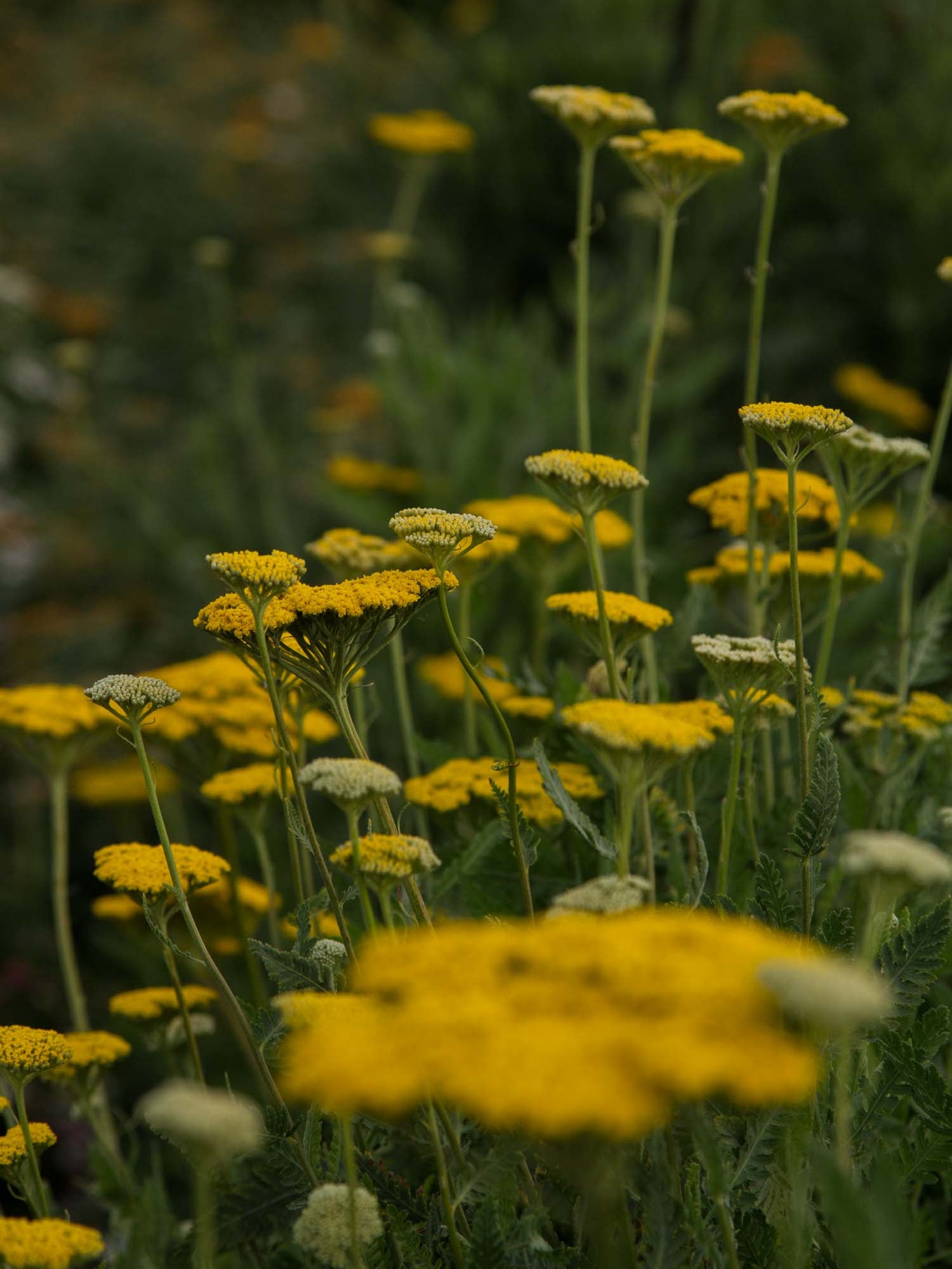 ACHILLEA filipendula - Gold - PLANTS