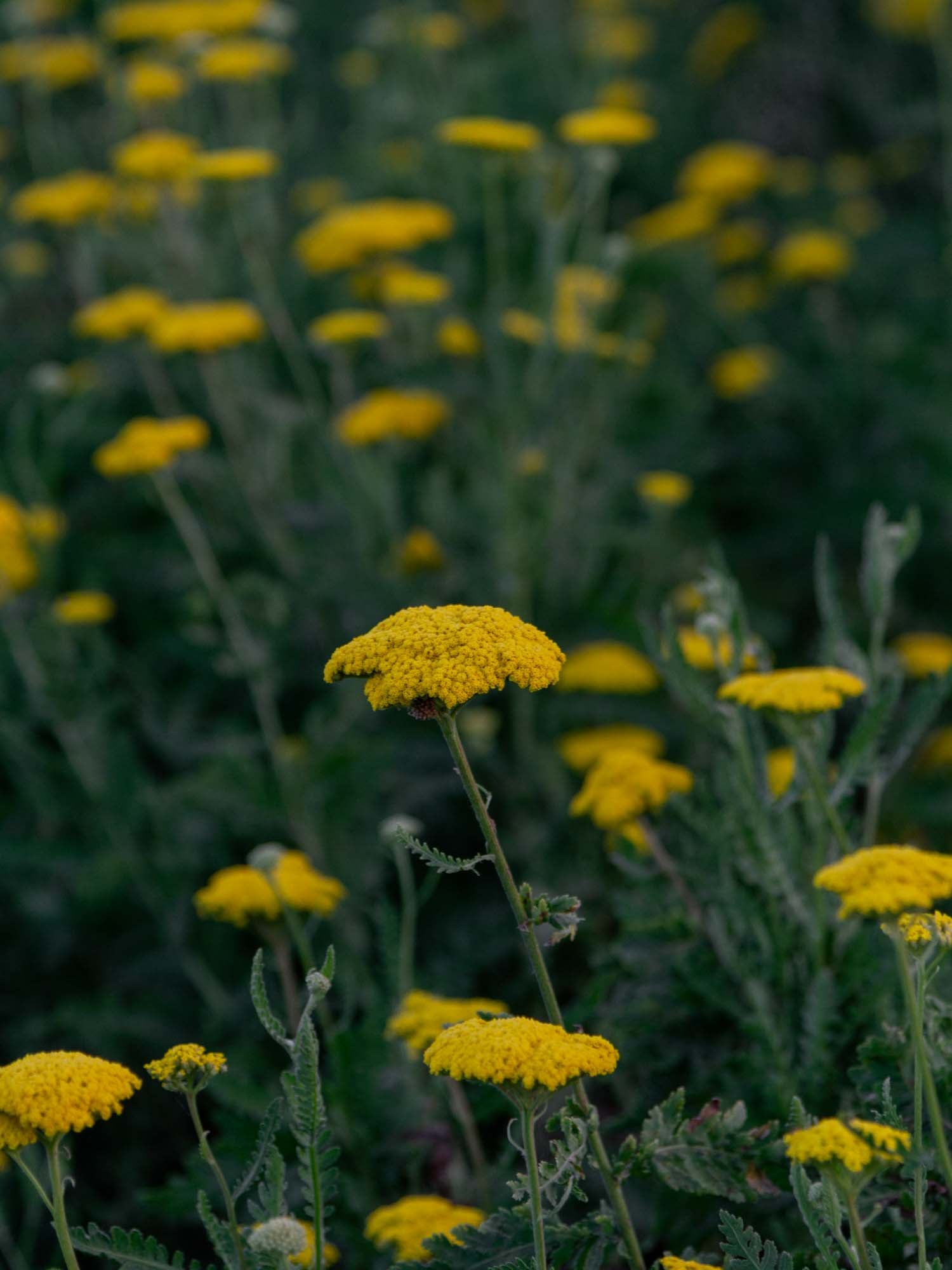 ACHILLEA filipendula - Gold - PLANTS