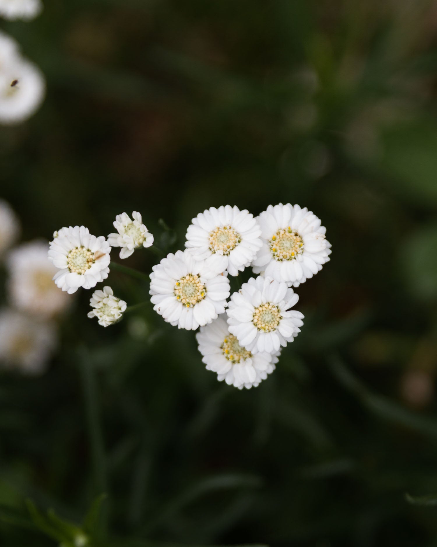 ACHILLEA ptarmica - THE PEARL - PLANTS