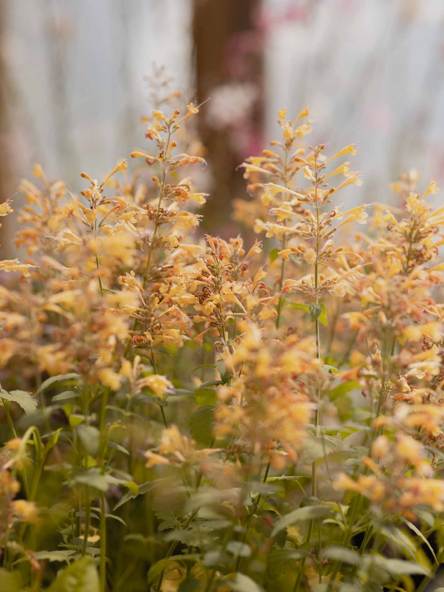 AGASTACHE aurantiaca - Peach Margarita - PLANTS