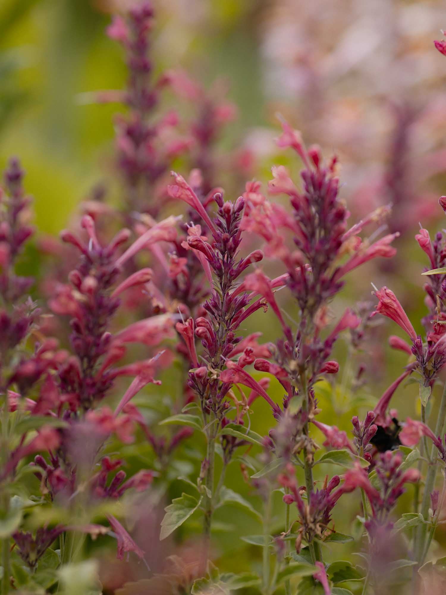 AGASTACHE - Raspberry Daiquiri - PLANTS