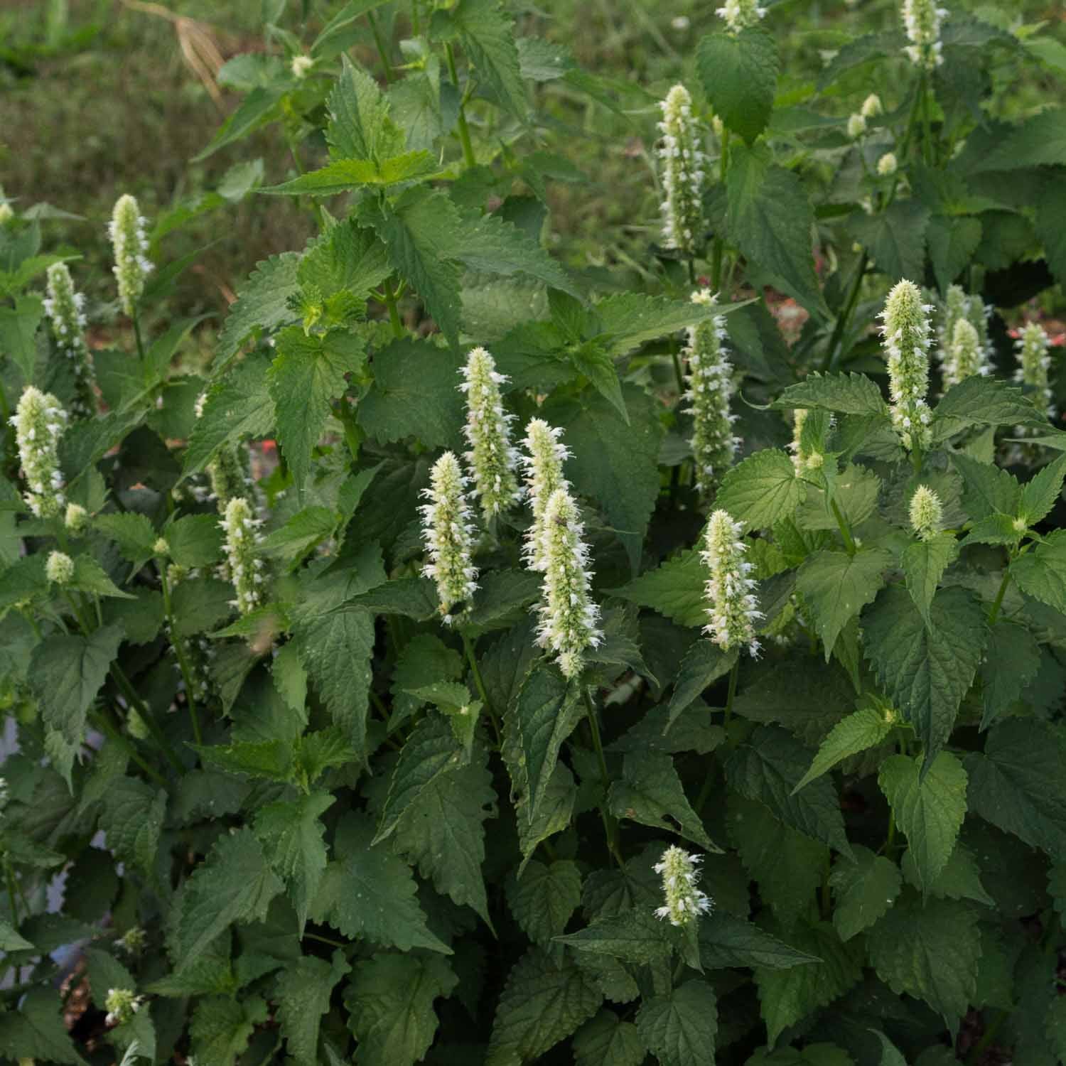 AGASTACHE - Snow Spike - PLANTS