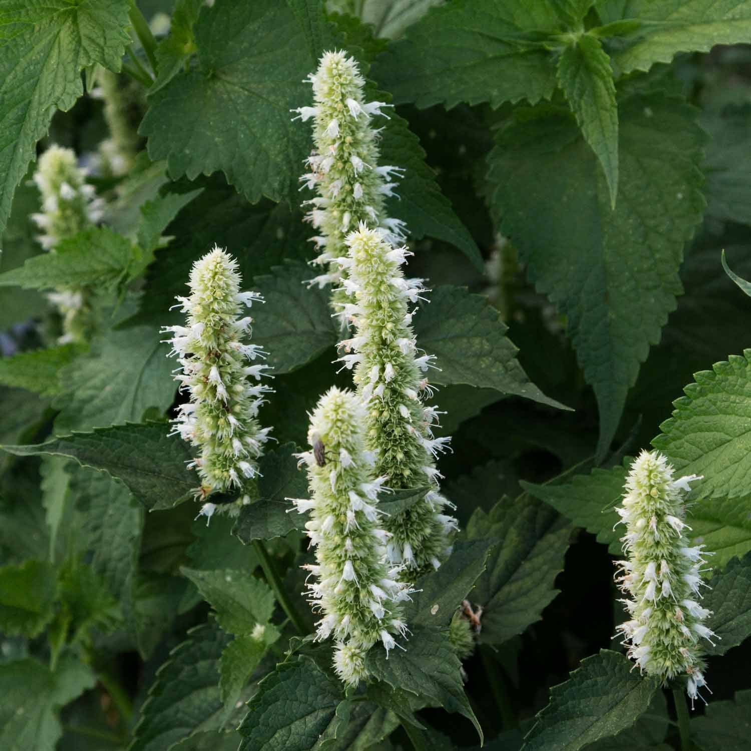 AGASTACHE - Snow Spike - PLANTS