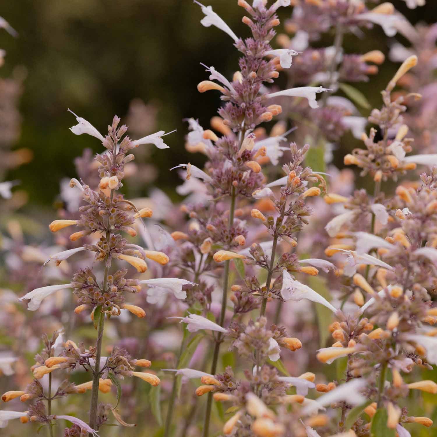 Agastache - Lavender Martini