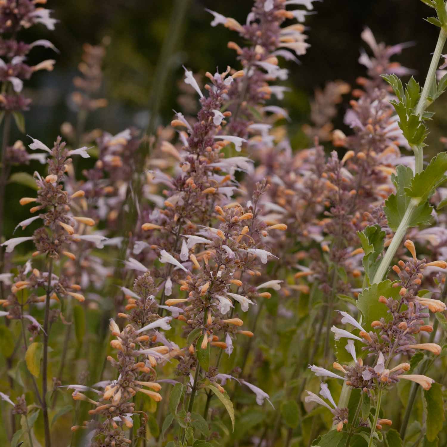 Agastache - Lavender Martini