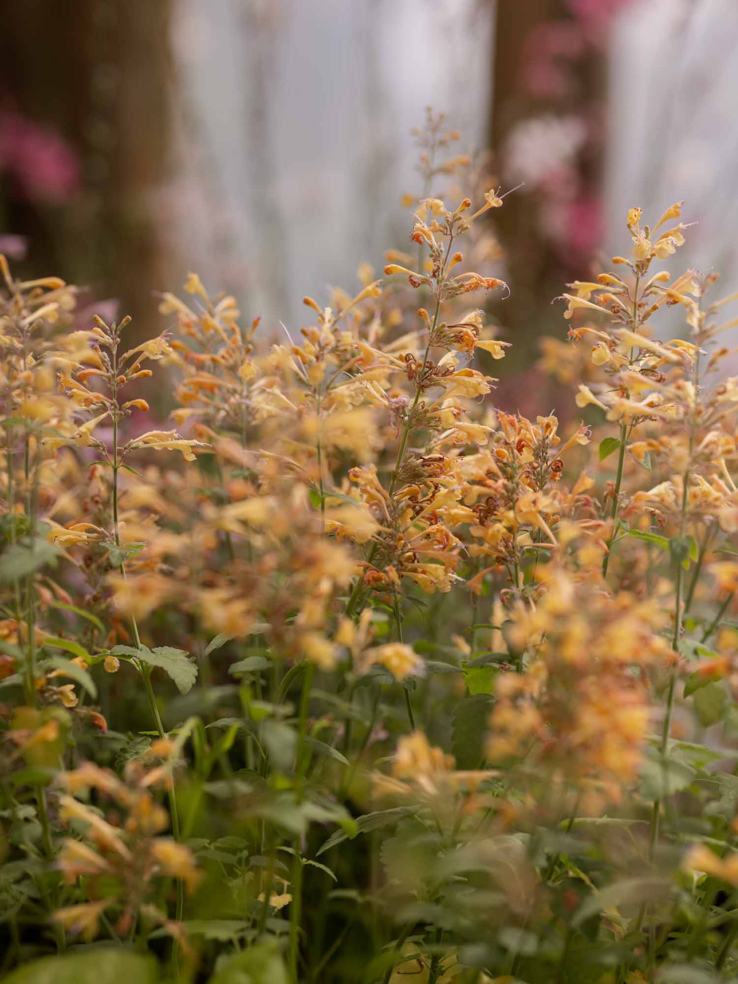 AGASTACHE aurantiaca - Peach Margarita - PLANTS