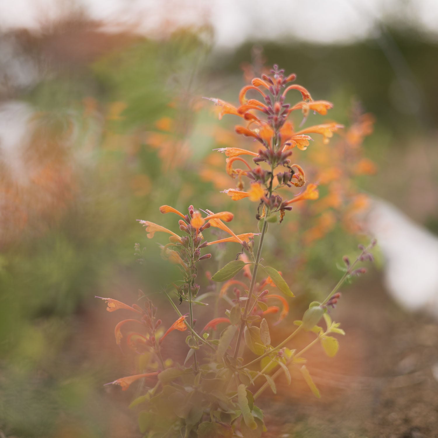 AGASTACHE aurantiaca - Tango - PLANTS