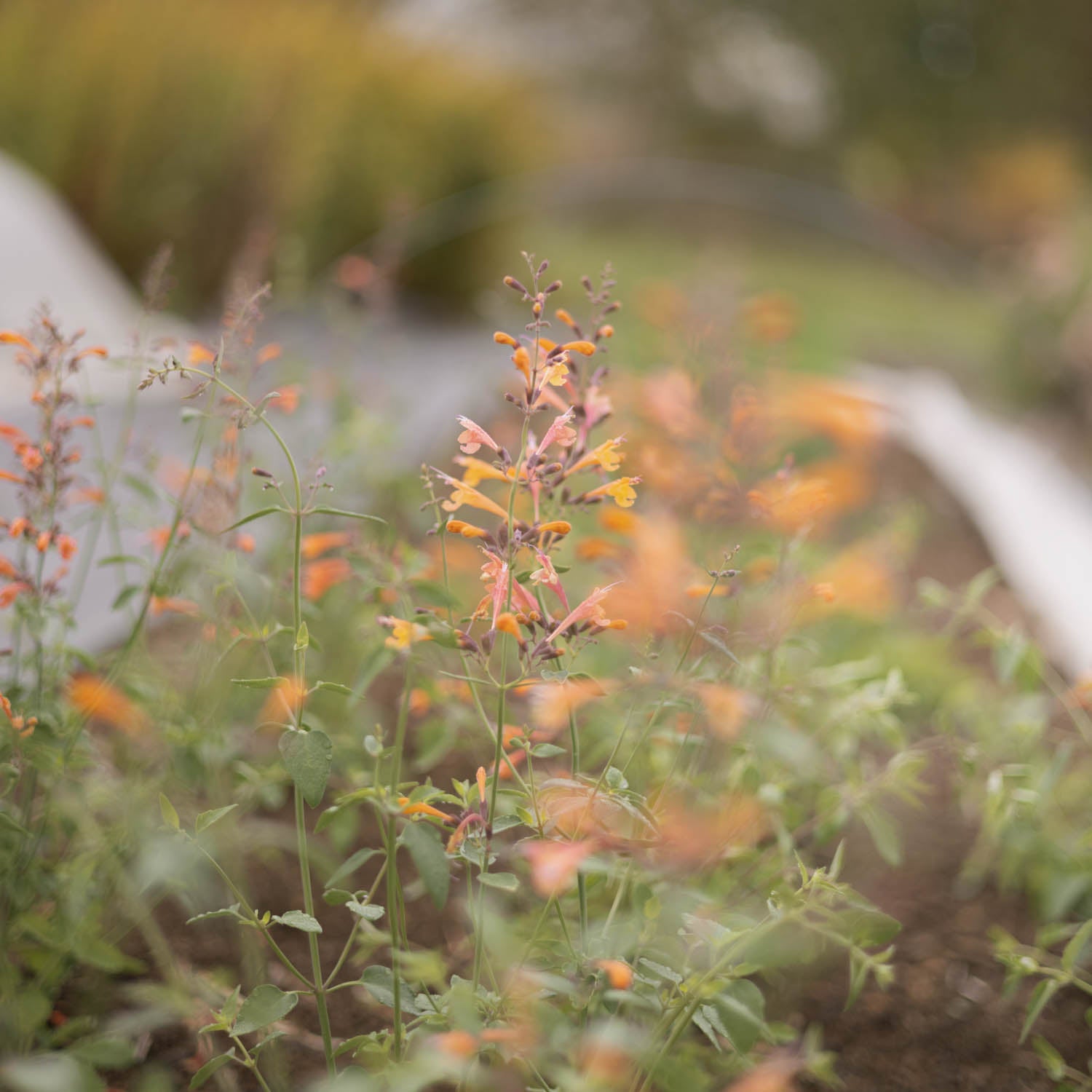 AGASTACHE aurantiaca - Apricot Sprite - PLANTS