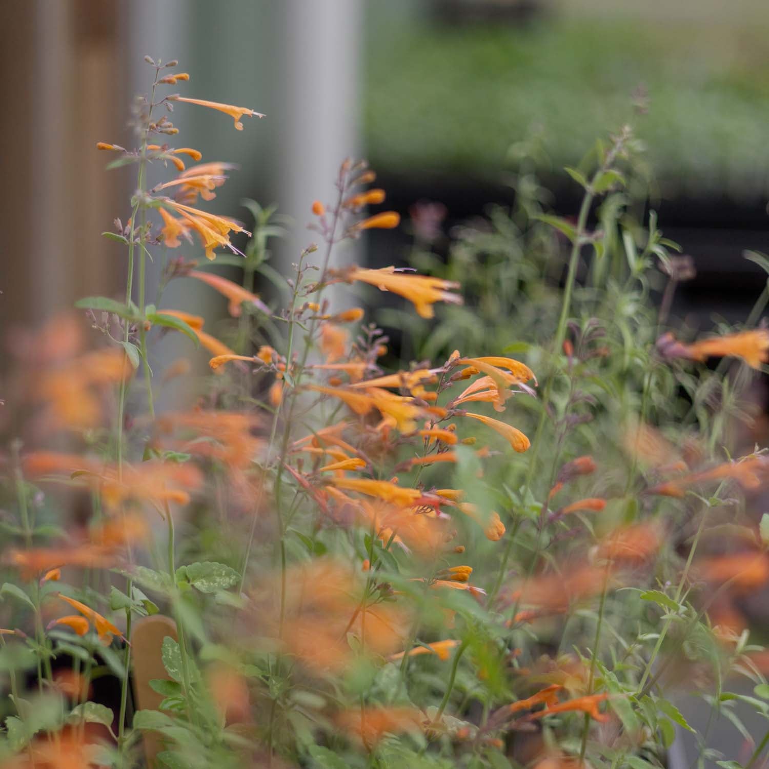 AGASTACHE aurantiaca - Apricot Sprite - PLANTS