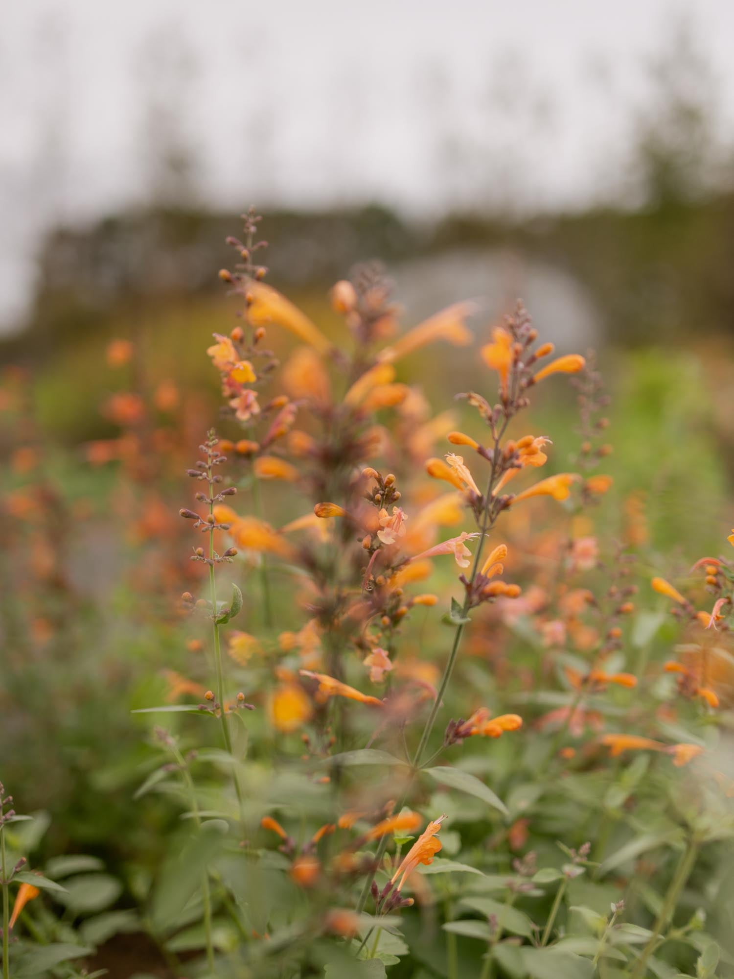 SLEEVE SPECIAL - Agastache Mix
