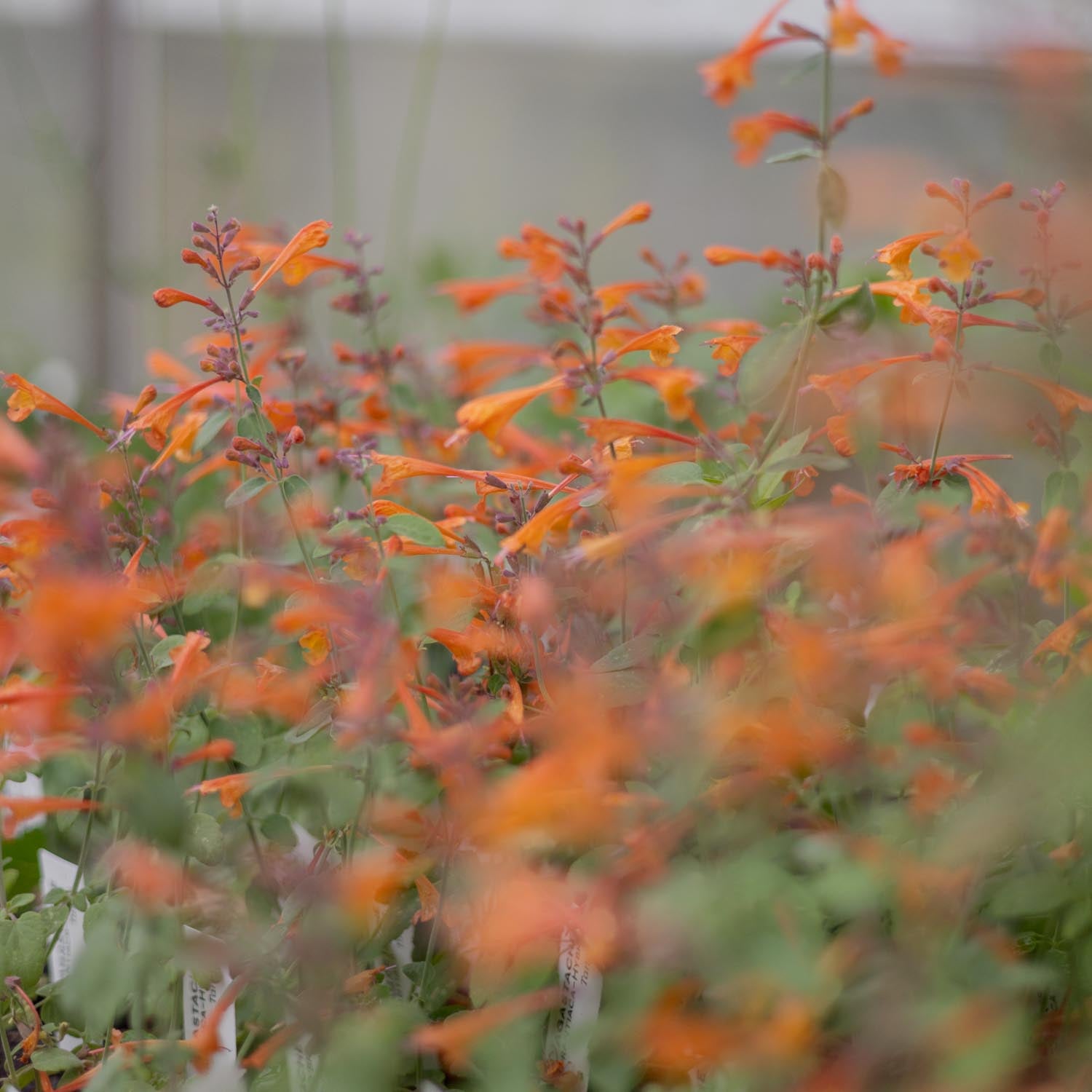 AGASTACHE aurantiaca - Tango - PLANTS