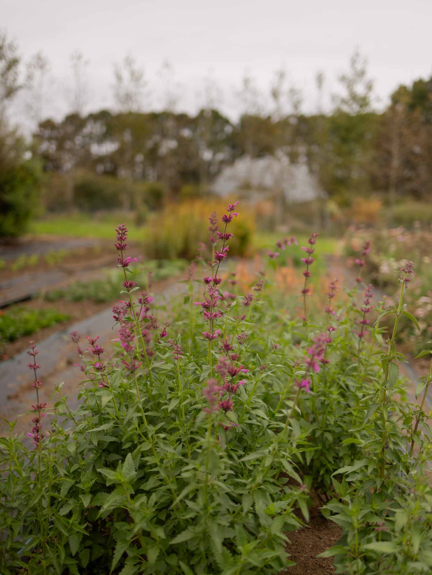 AGASTACHE - Mexicana 'Sangria'- PLANTS