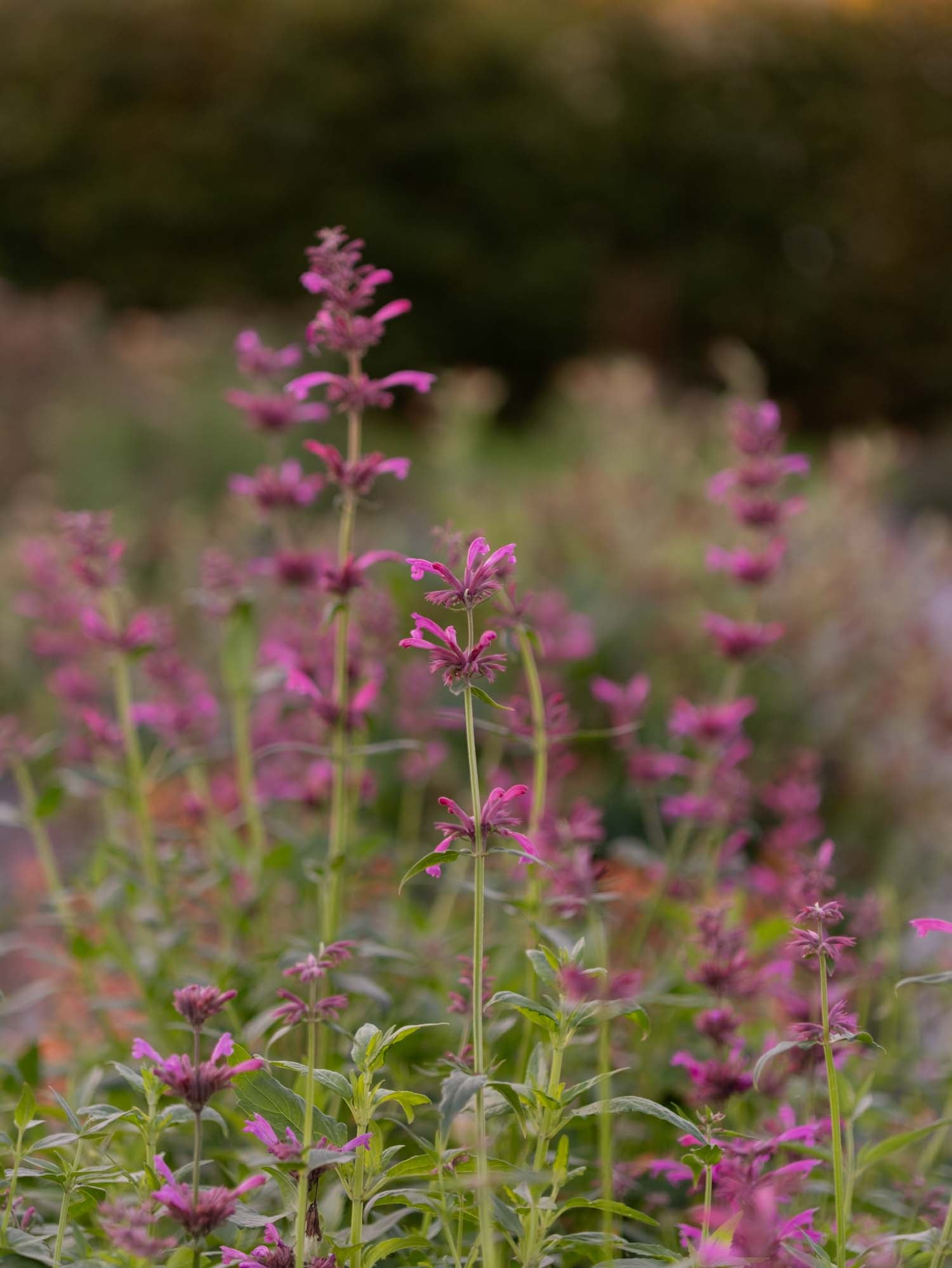 AGASTACHE - Mexicana 'Sangria'- PLANTS
