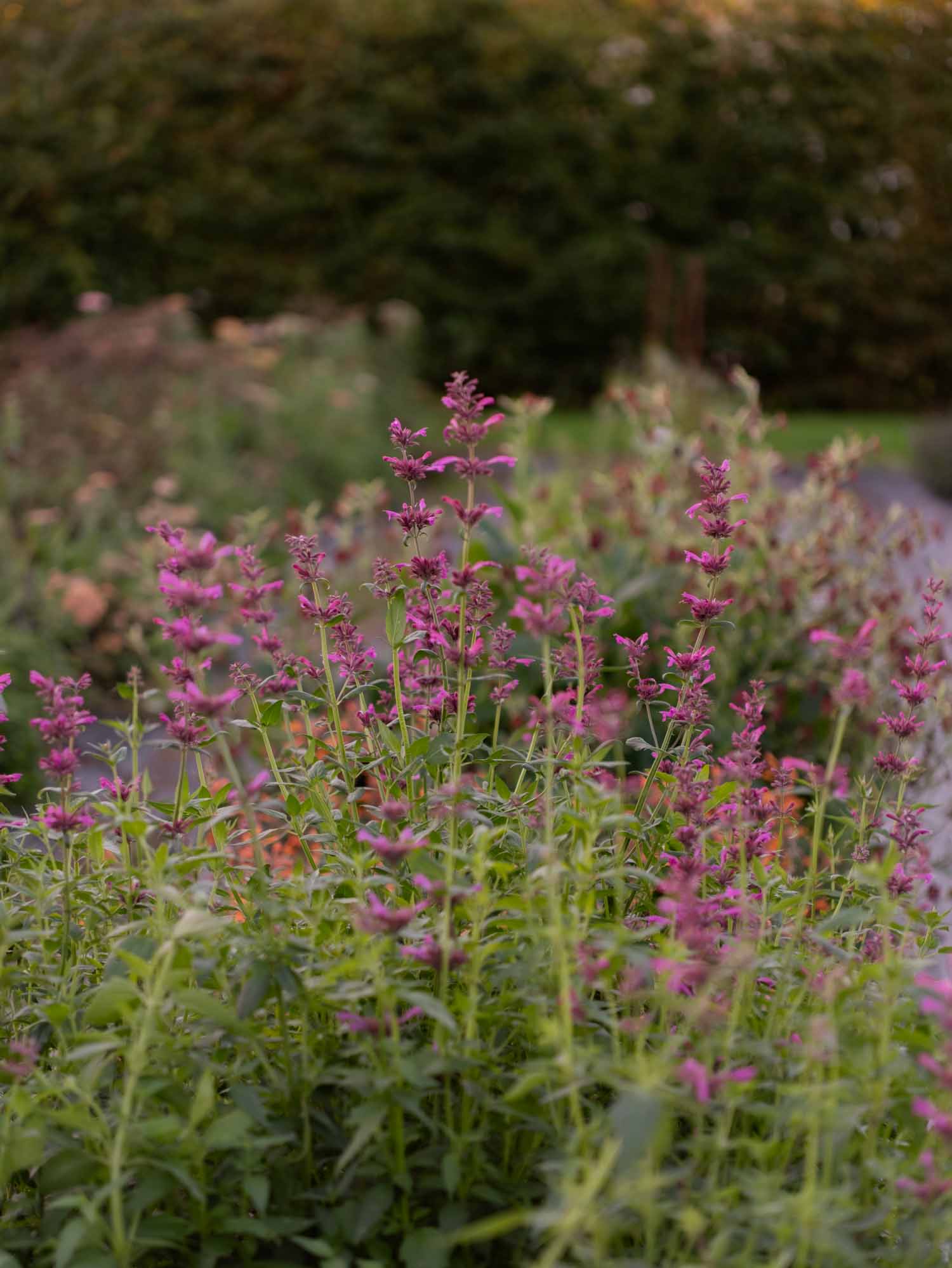 AGASTACHE - Mexicana 'Sangria'- PLANTS