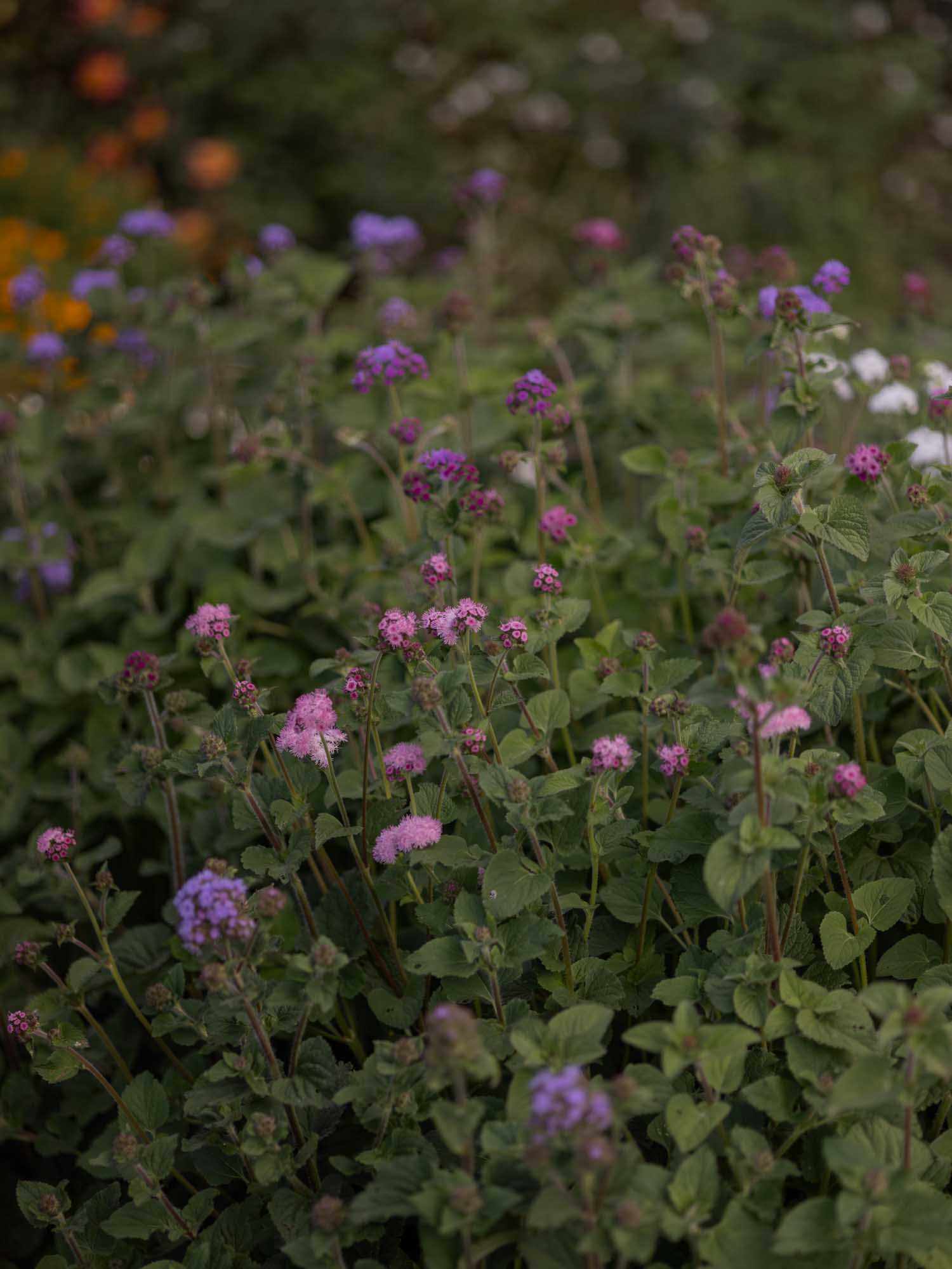 Ageratum - Timeless Mix