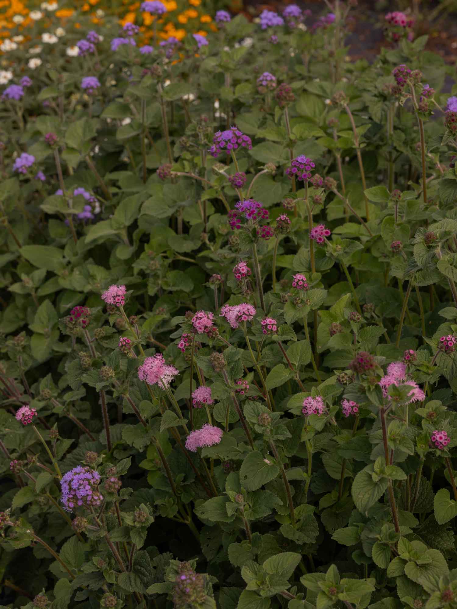 Ageratum - Timeless Mix
