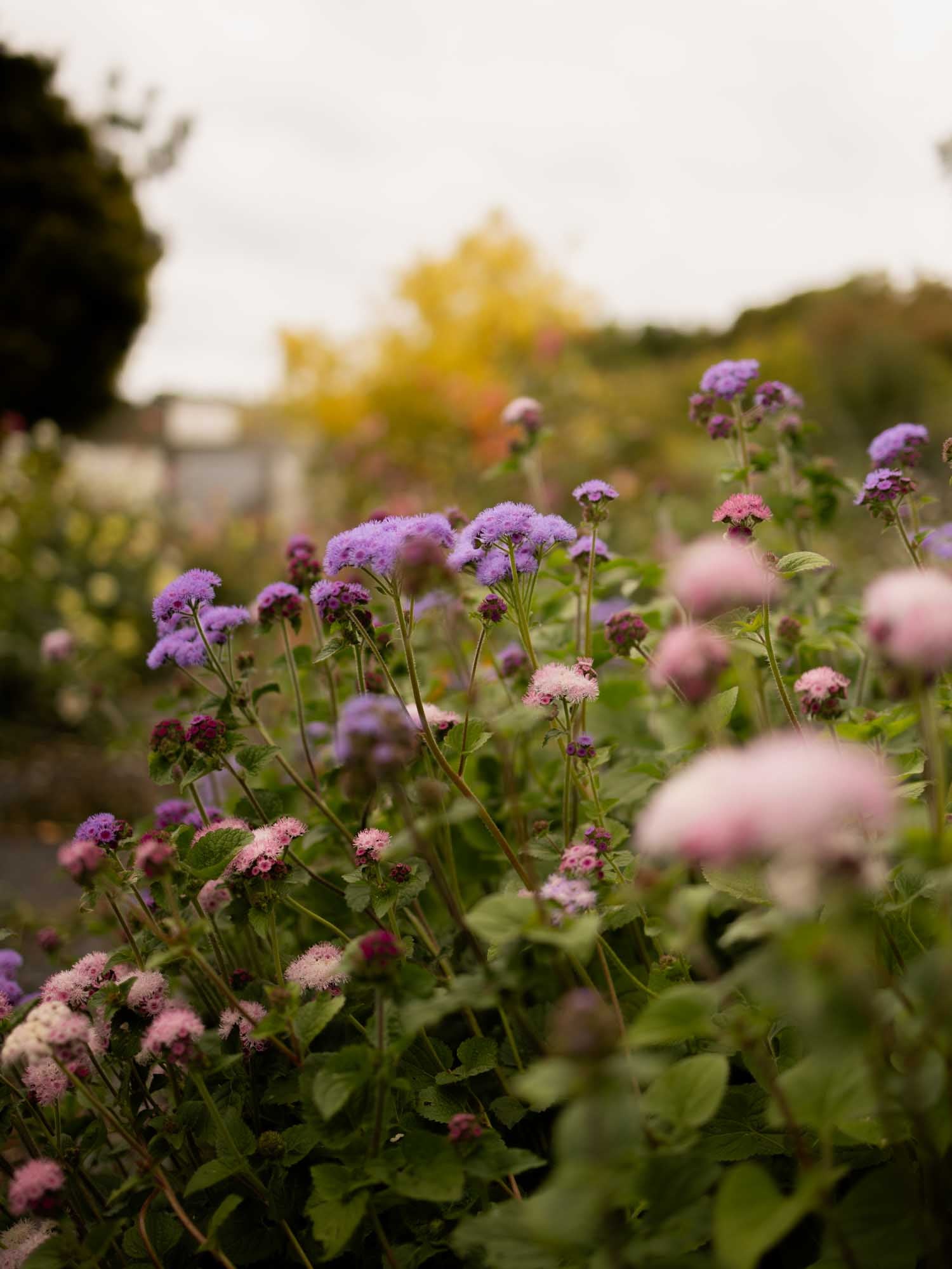 Ageratum - Timeless Mix