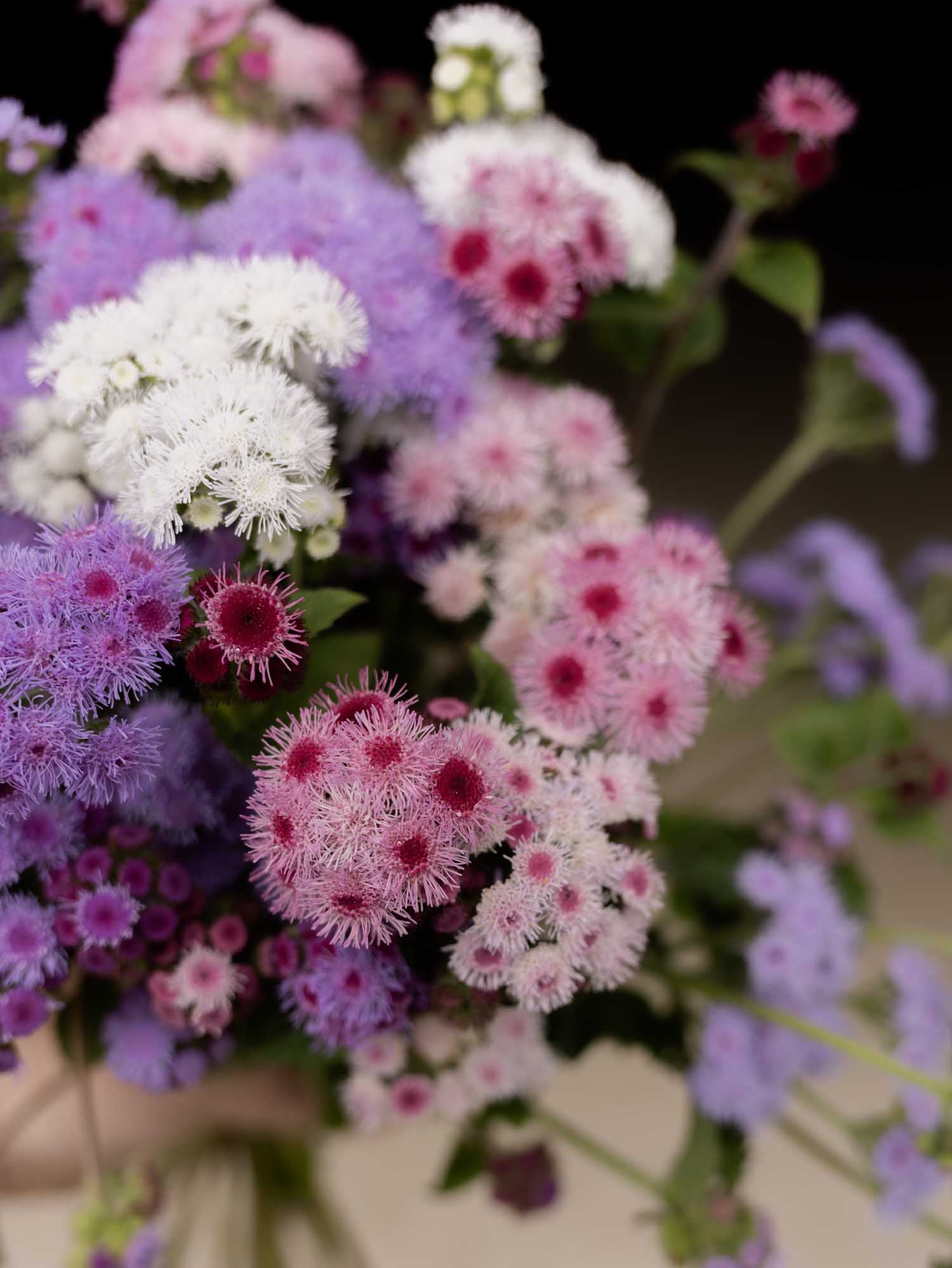 Ageratum - Timeless Mix