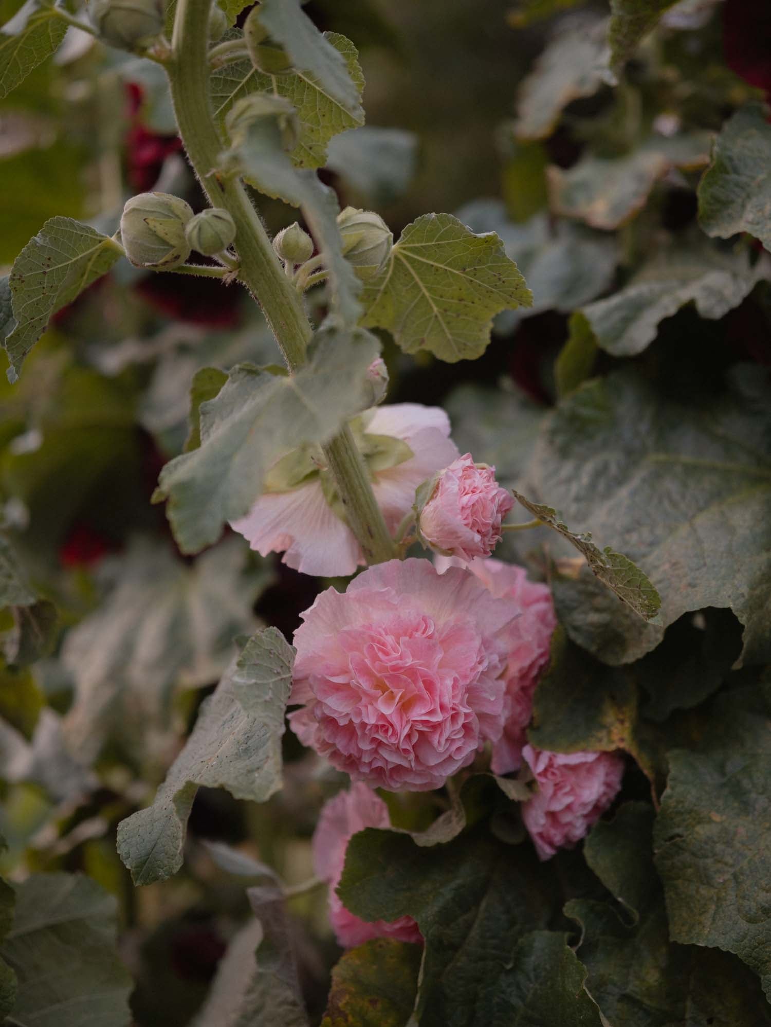 ALCEA - Chaters Salmon Pink - PLANTS