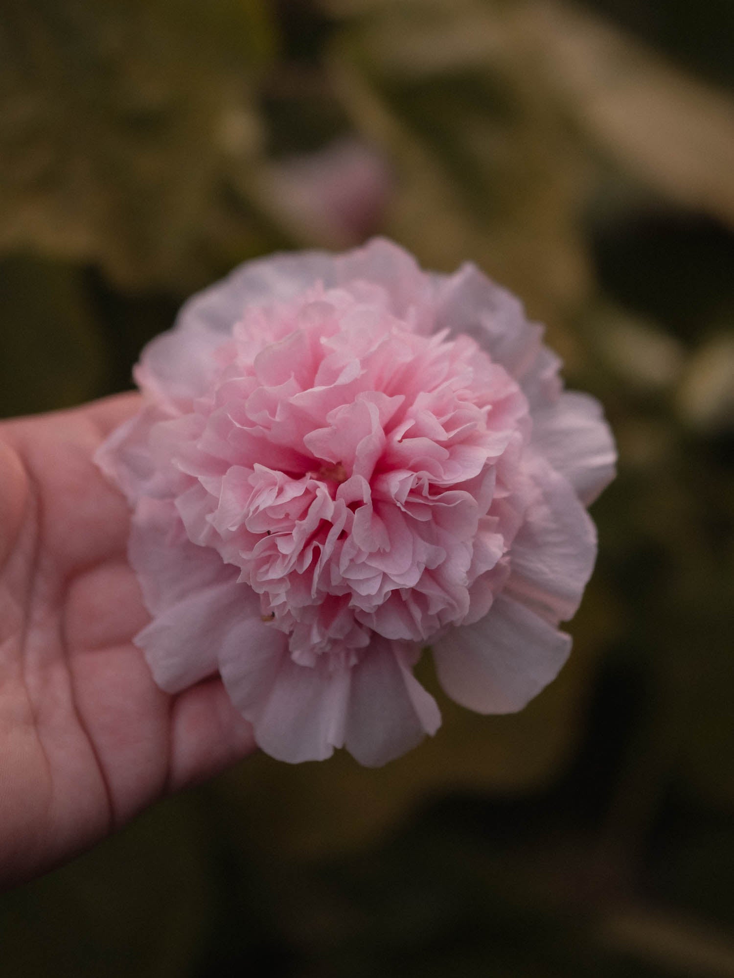 ALCEA - Chaters Salmon Pink - PLANTS