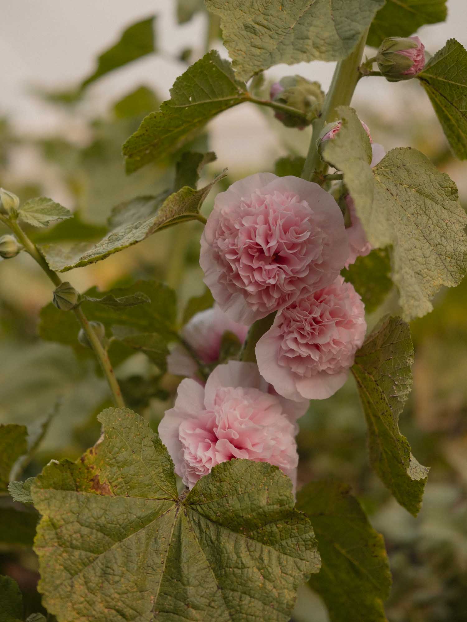ALCEA - Chaters Salmon Pink - PLANTS