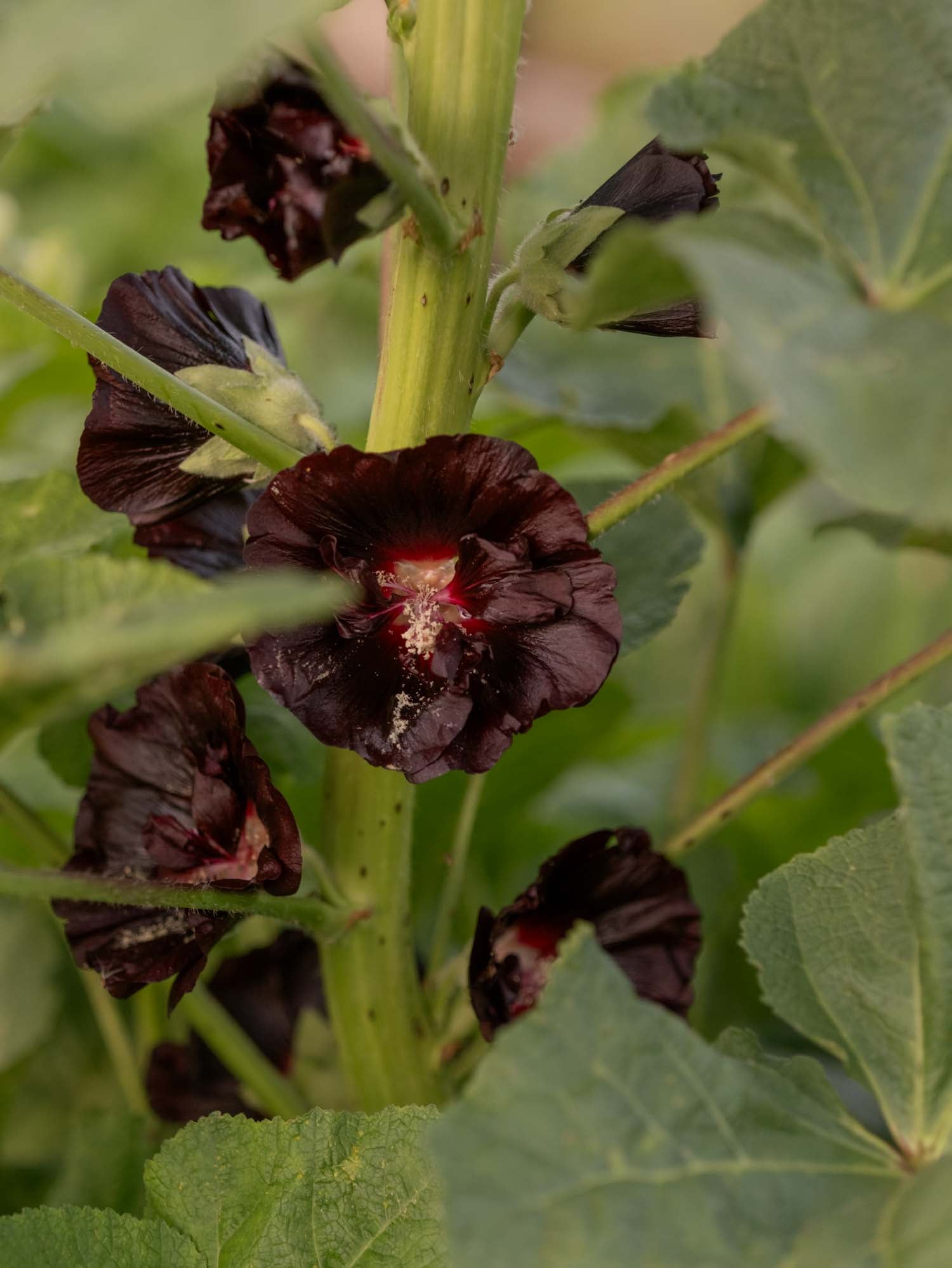 ALCEA - Jet Black - PLANTS