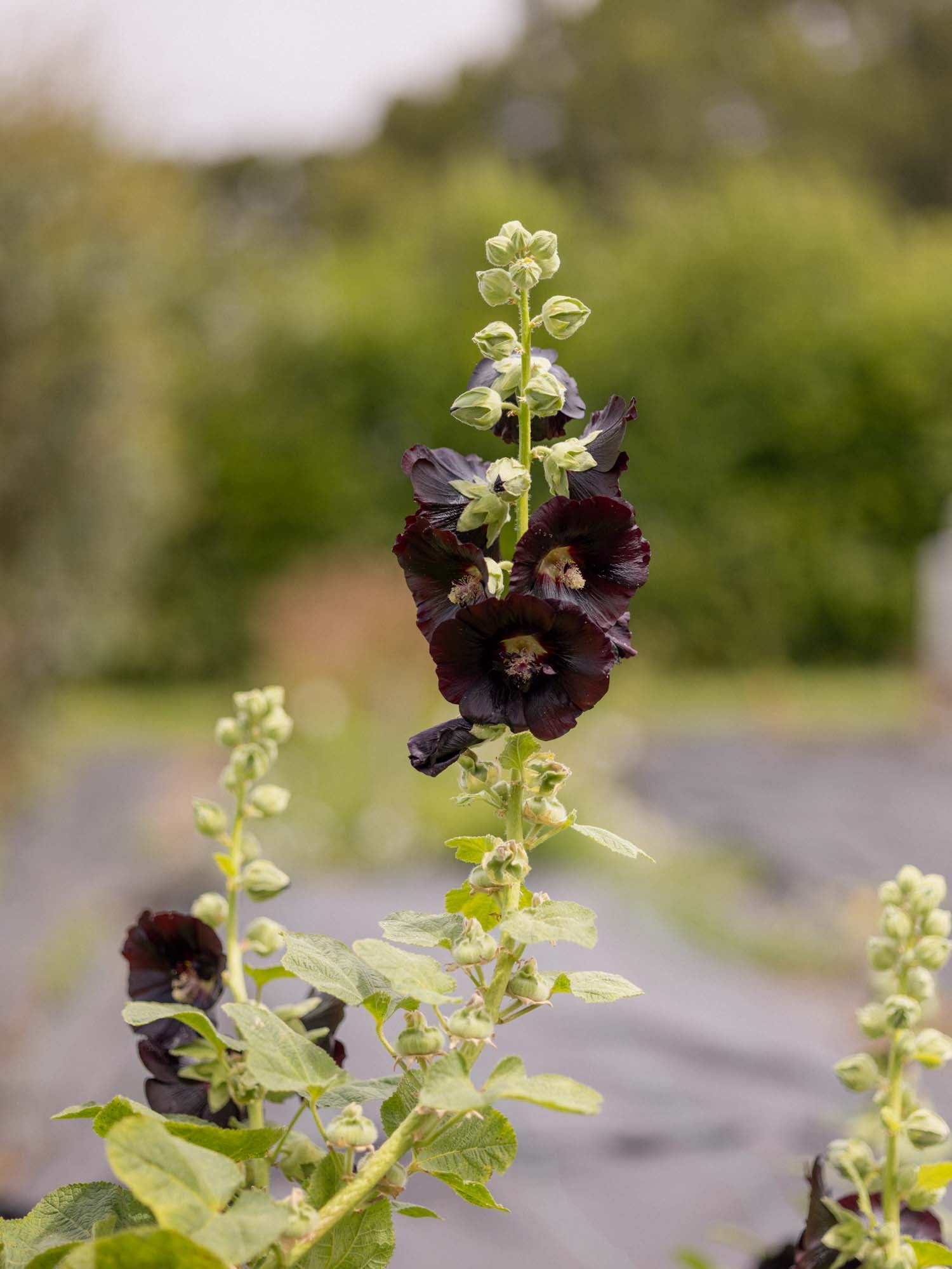 ALCEA - Jet Black - PLANTS