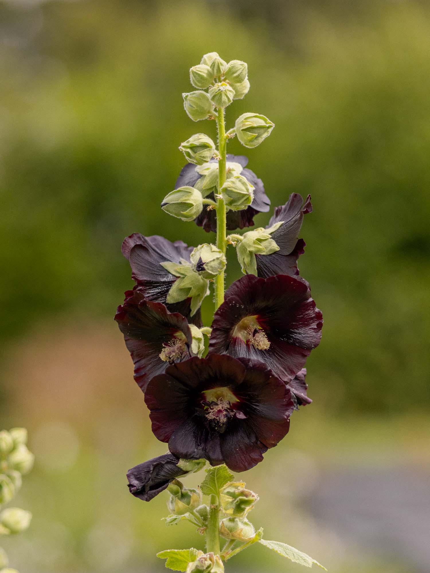 ALCEA - Jet Black - PLANTS