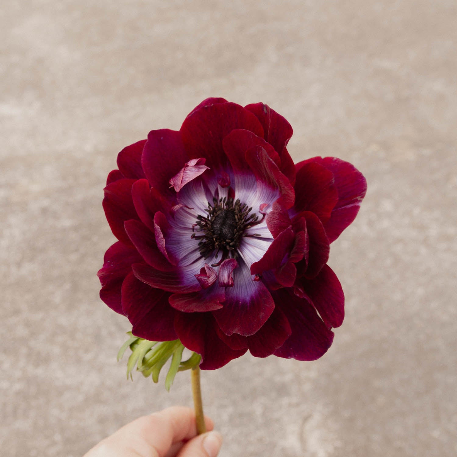 ANEMONE - Bordeaux