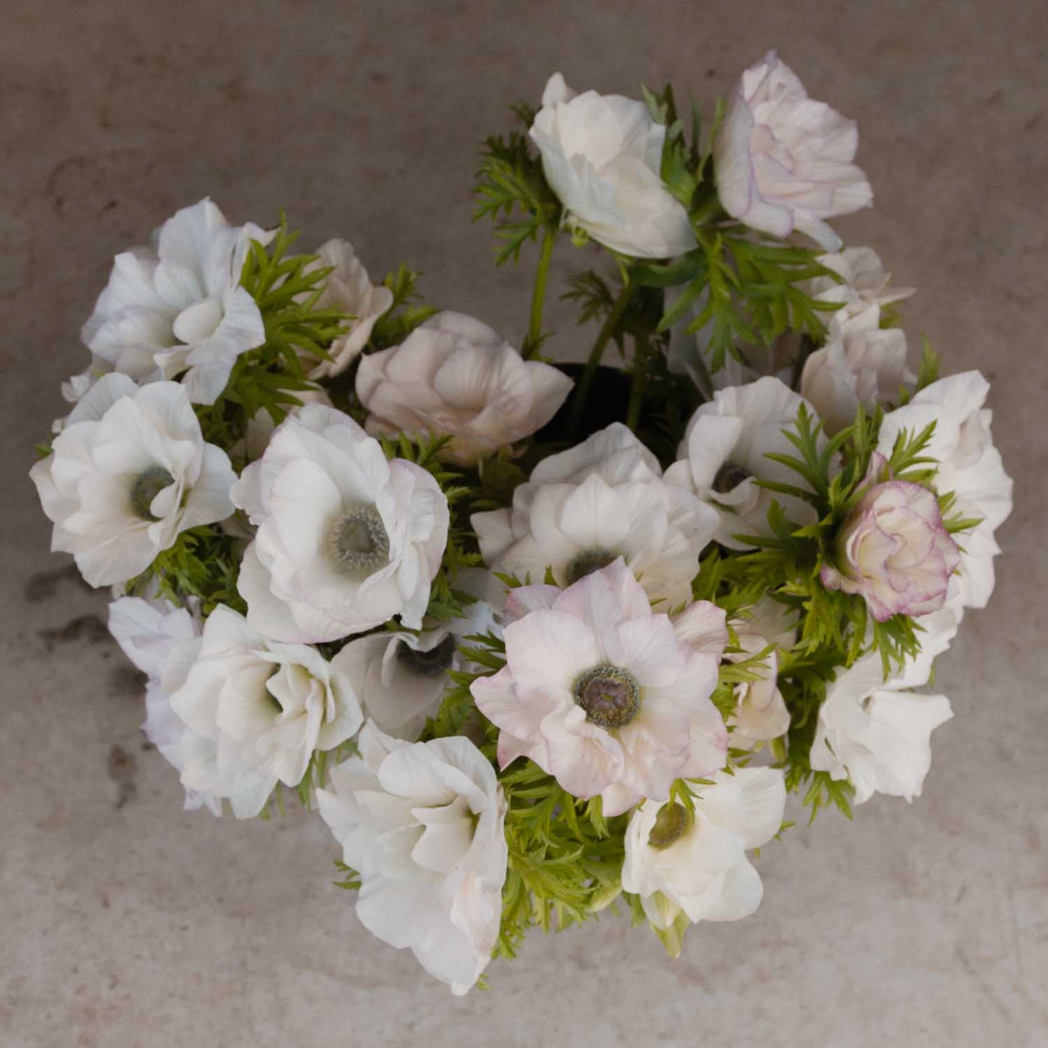 ANEMONE - Edge Bianco