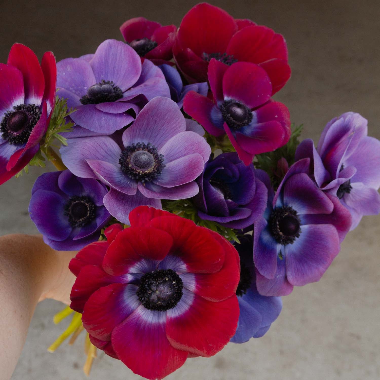 ANEMONE - Grape