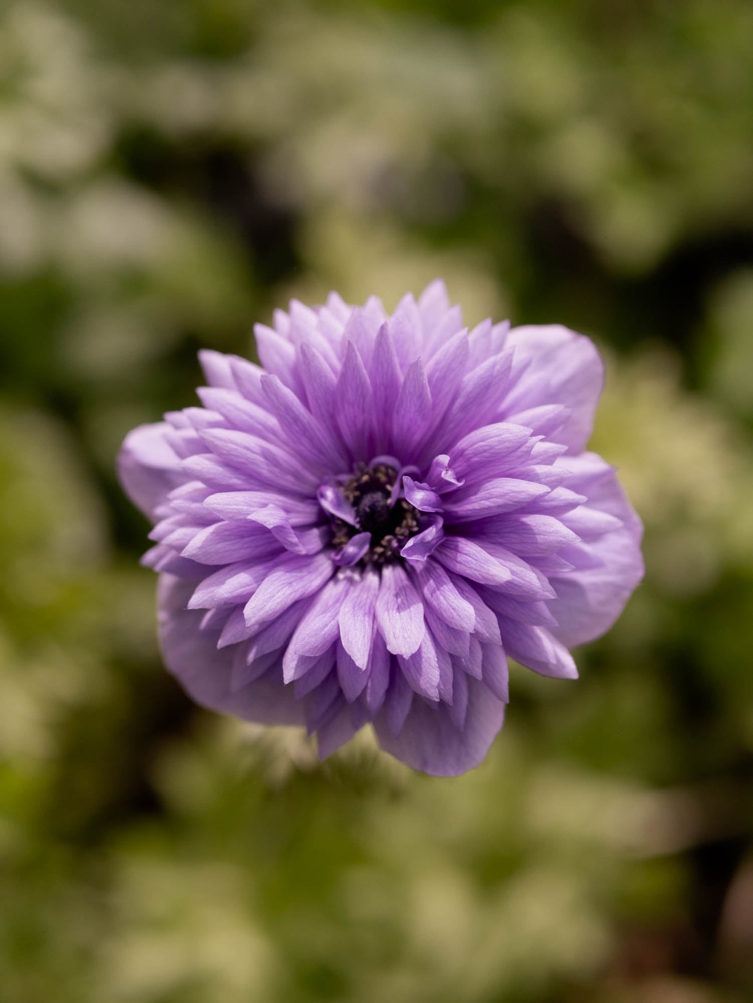 ANEMONE - Levante Blu