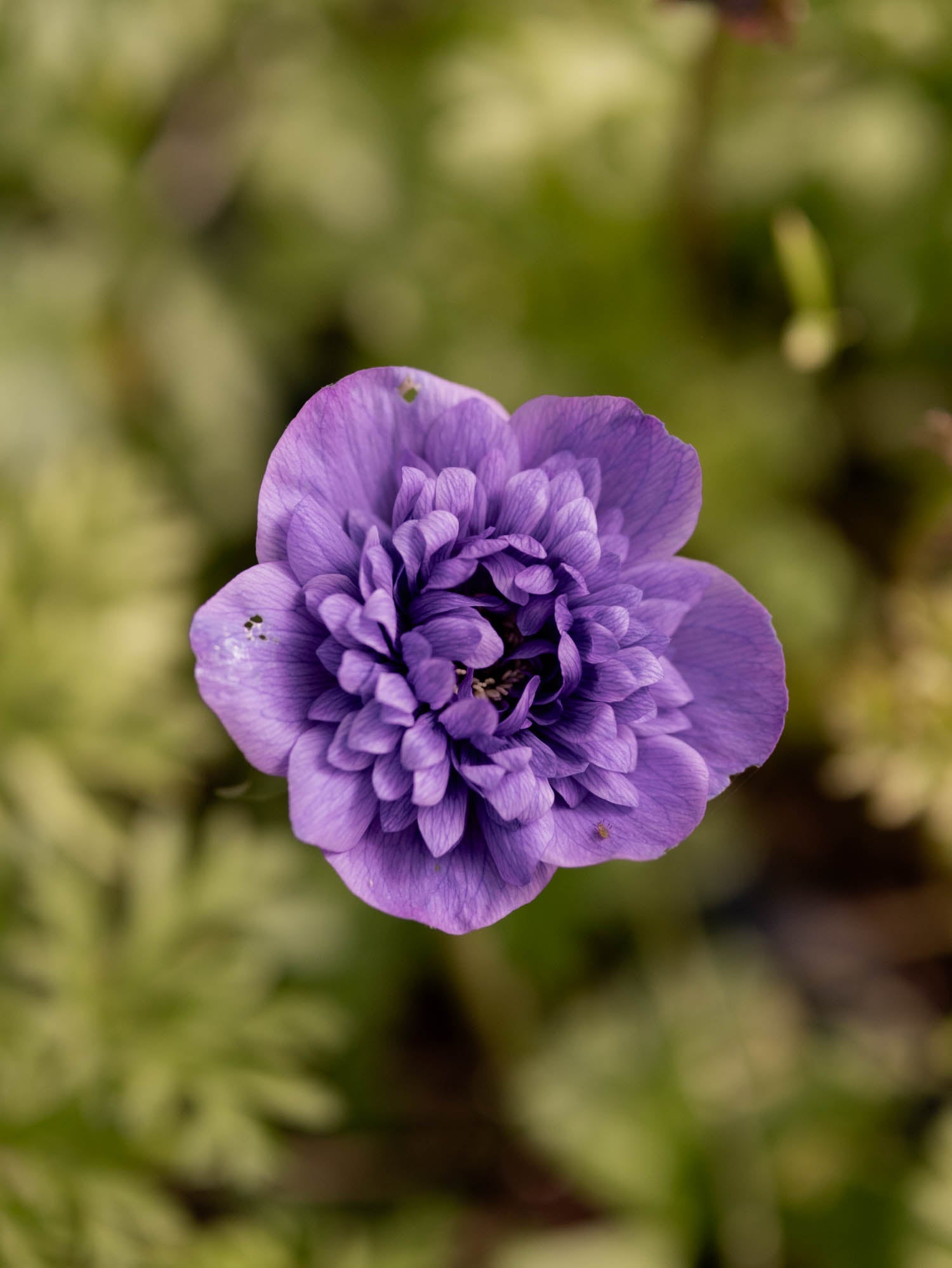 ANEMONE - Levante Blu