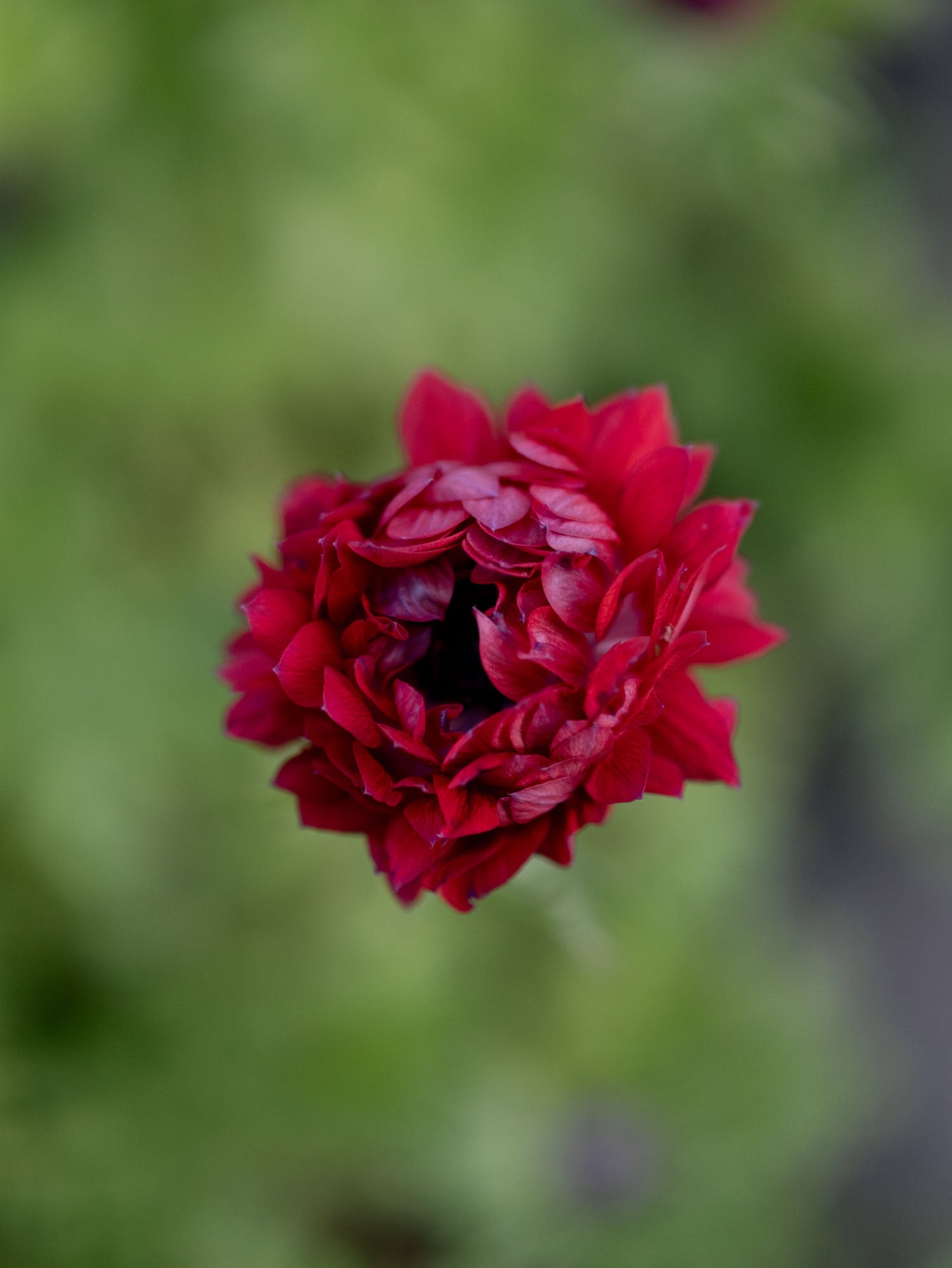 ANEMONE - Levante Wine