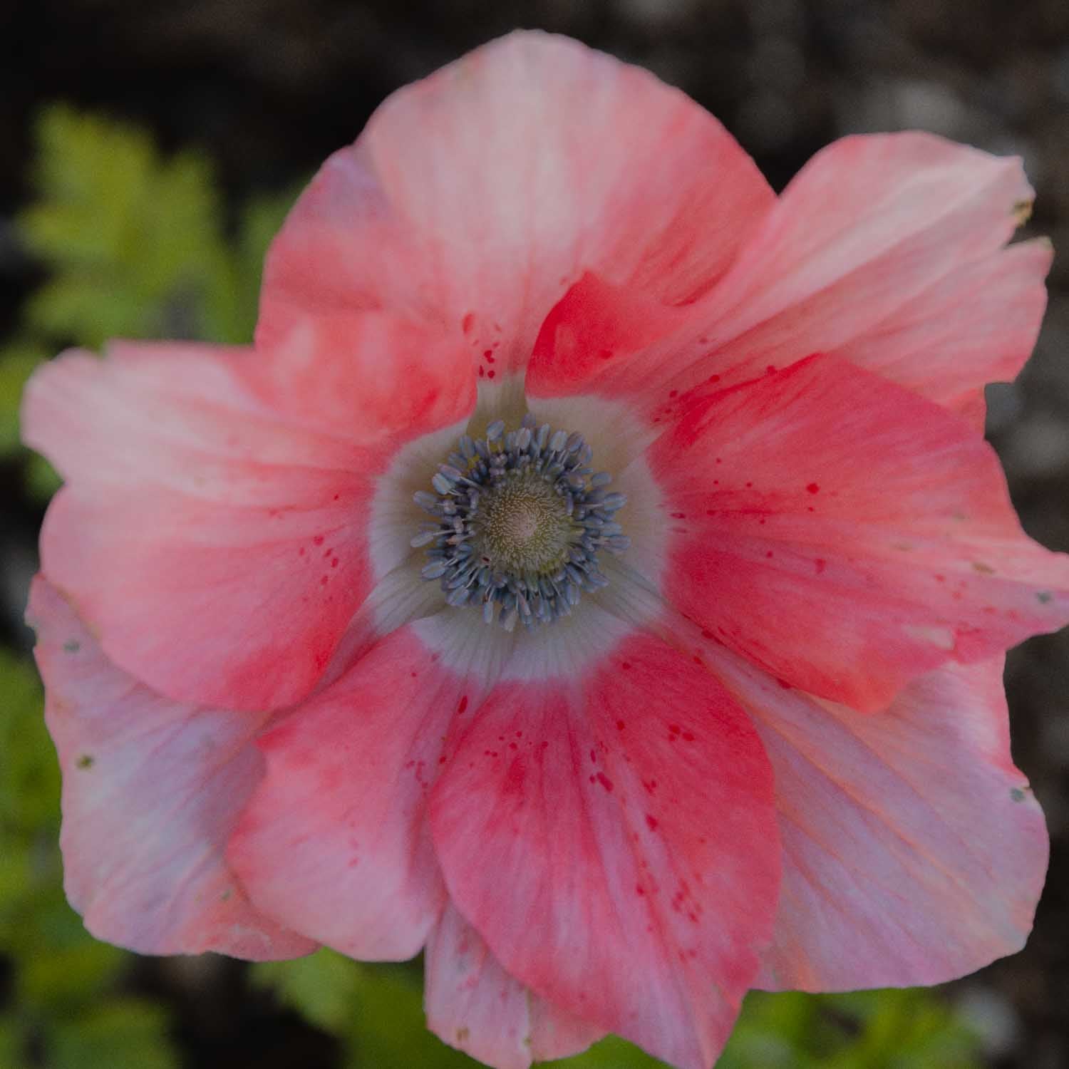 ANEMONE - Salmone Tigrato