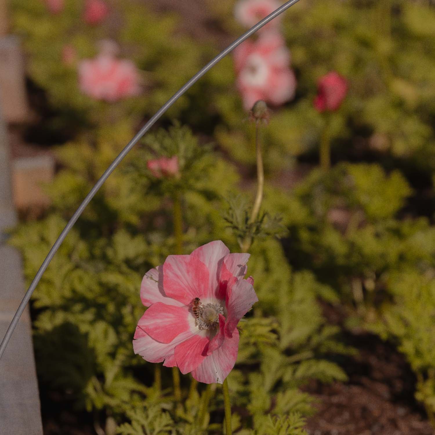 ANEMONE - Salmone Tigrato