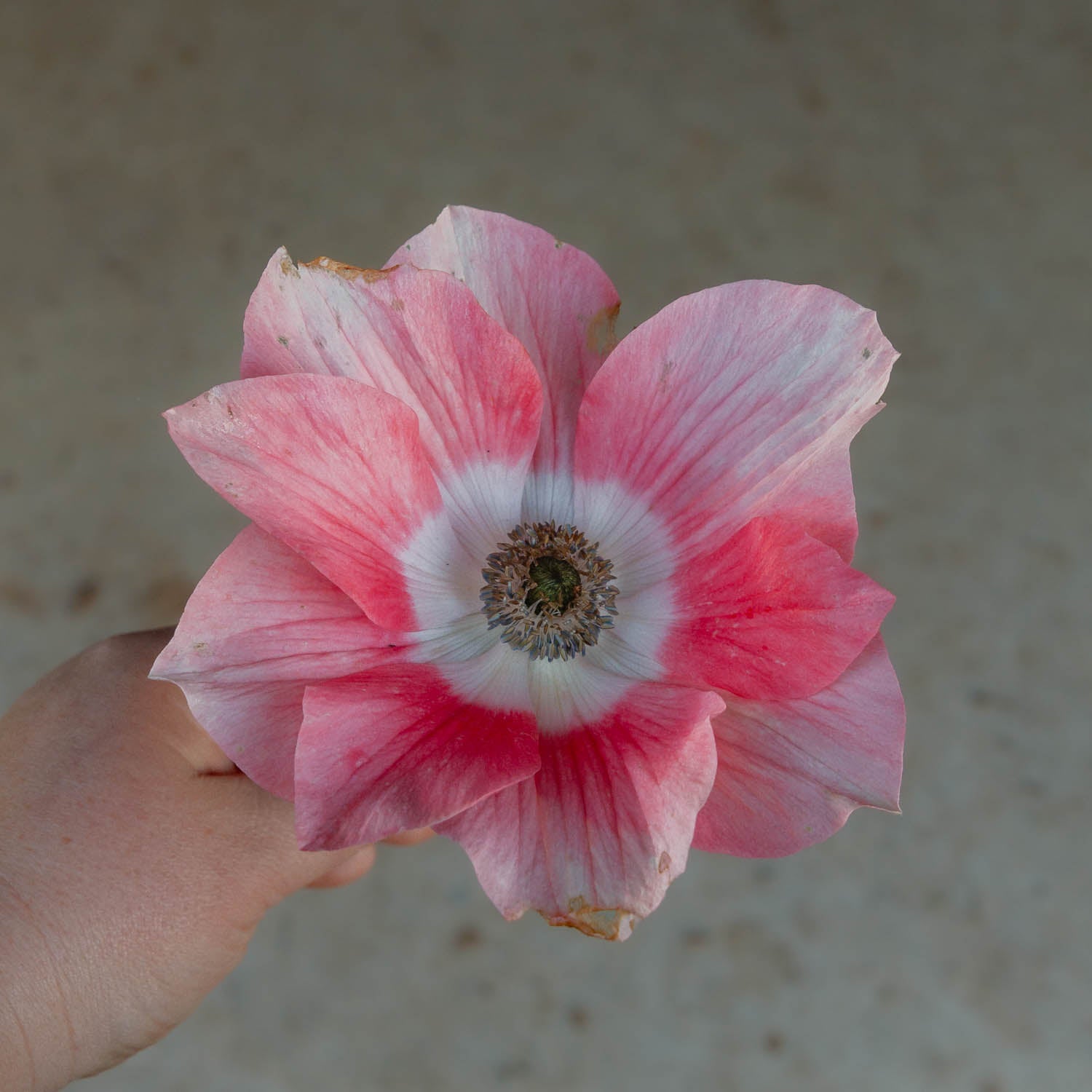 ANEMONE - Salmone Tigrato