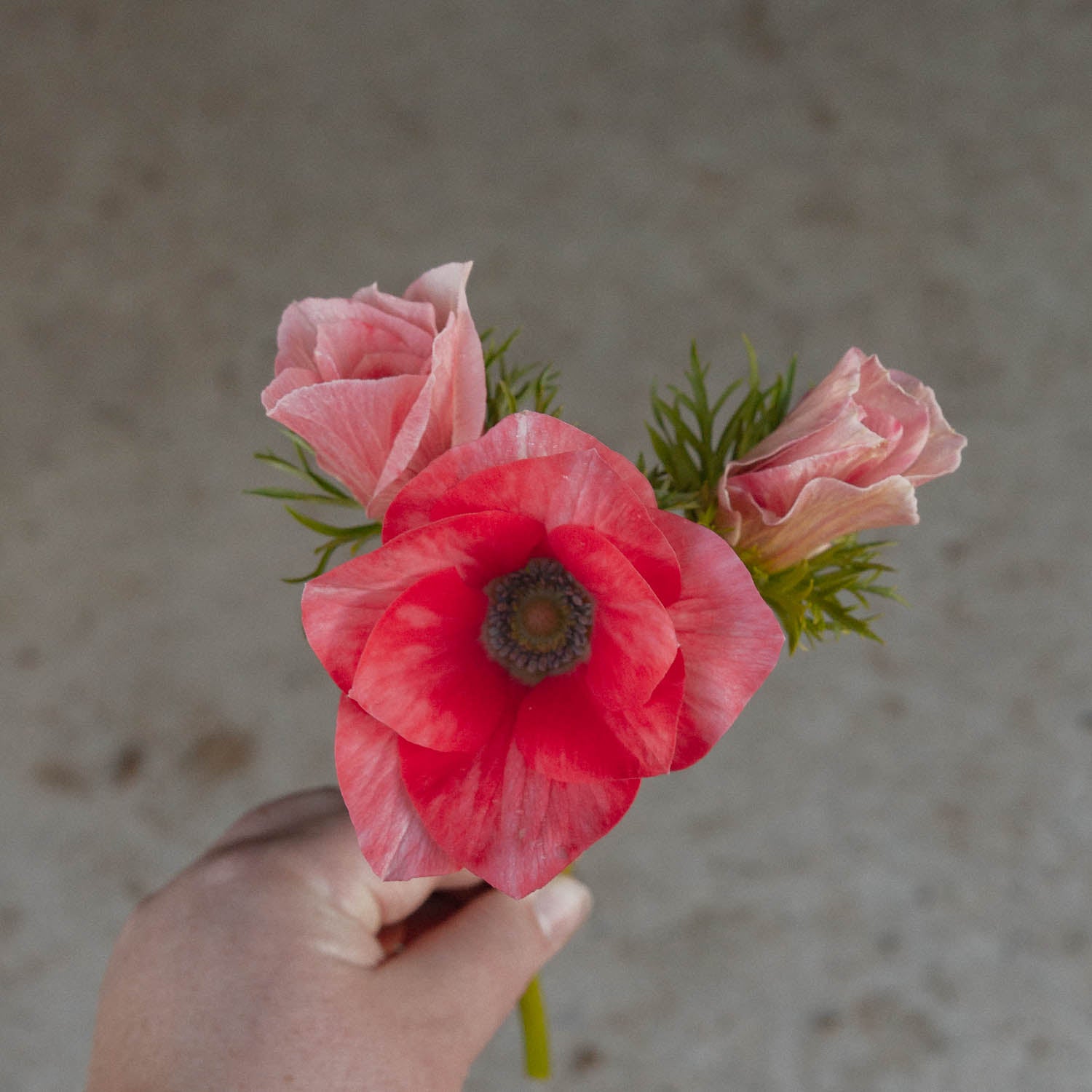 ANEMONE - Salmone Tigrato