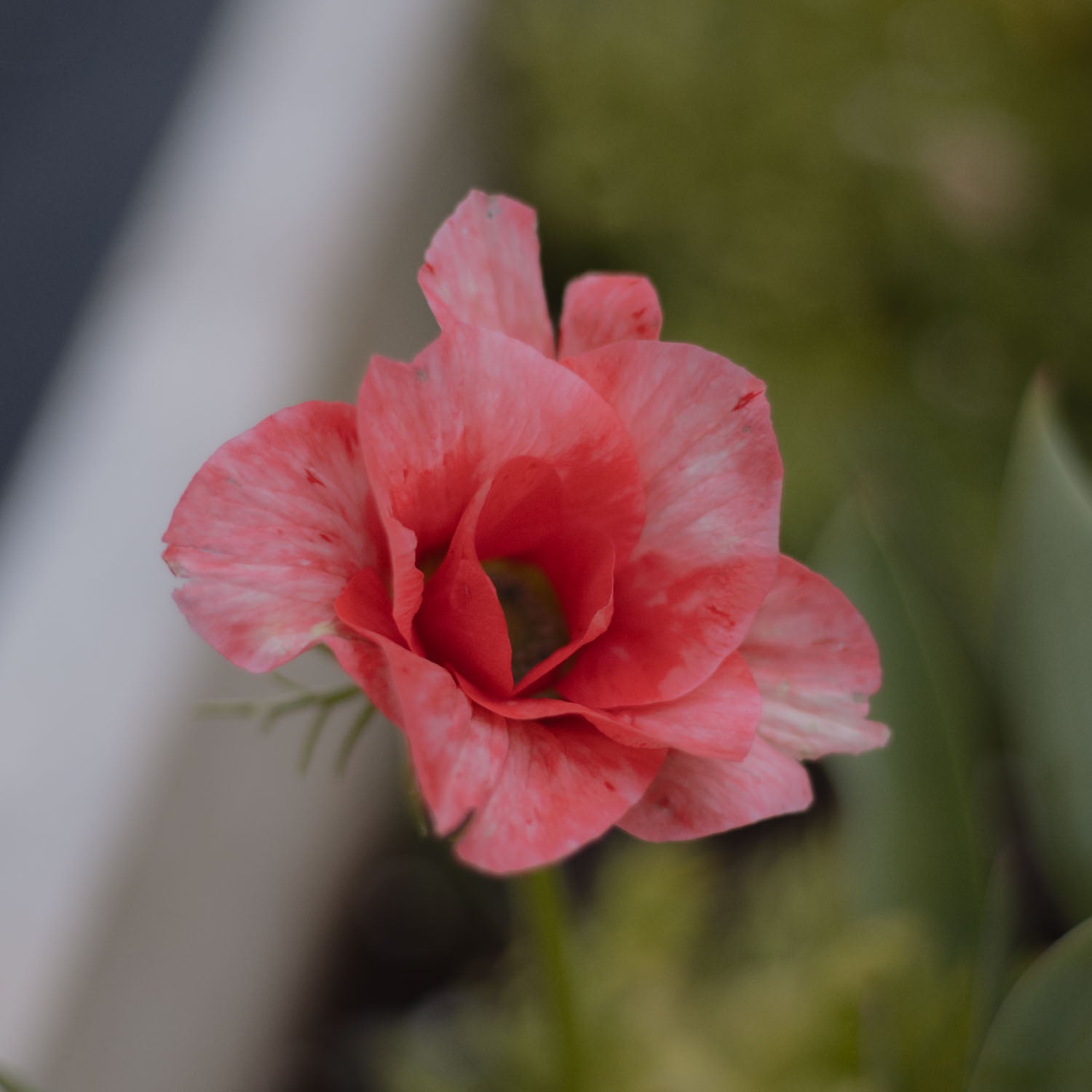 ANEMONE - Salmone Tigrato